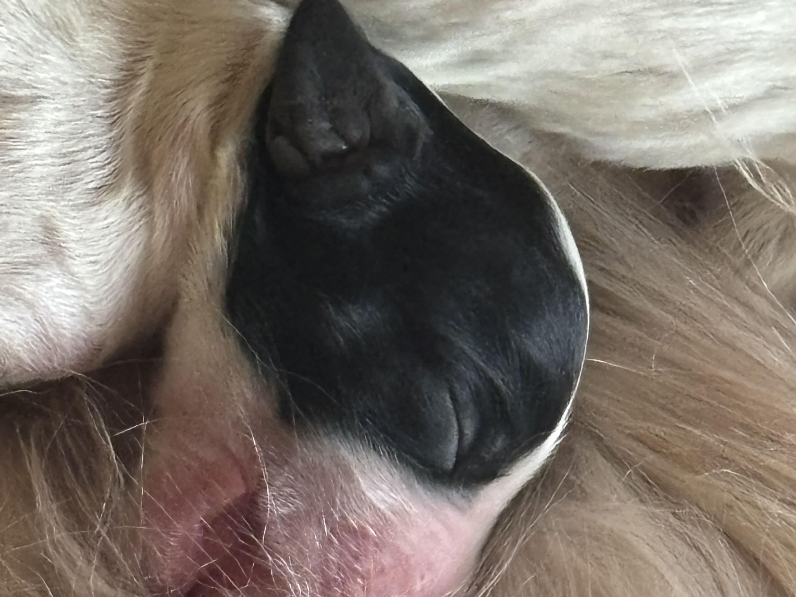Engelsk setter