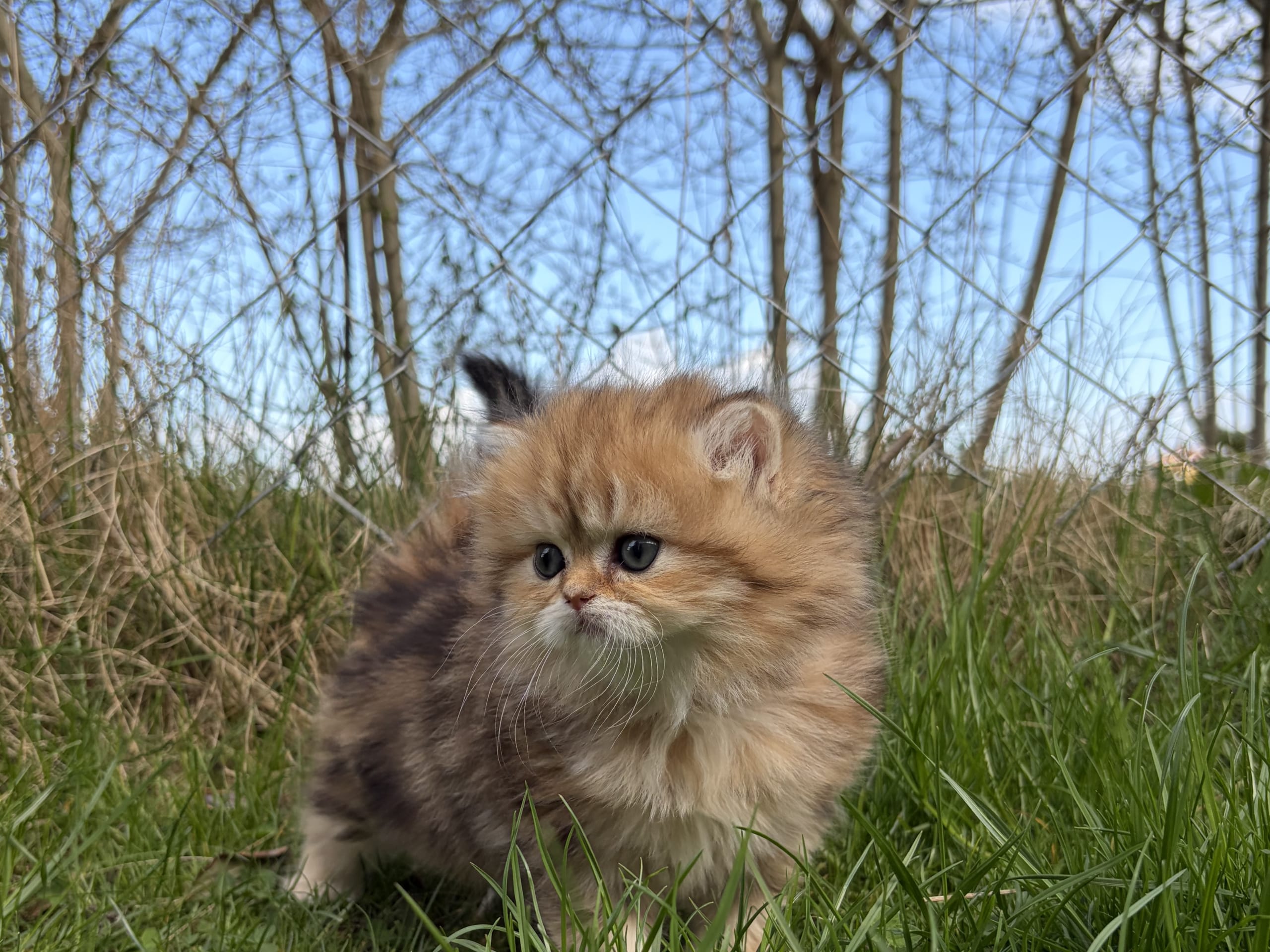 SE*Lilla Kattmakeriet