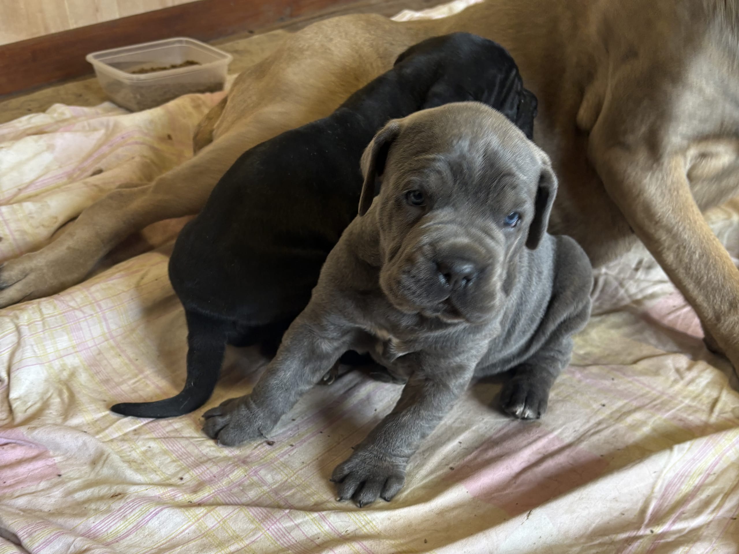 Cane corso
