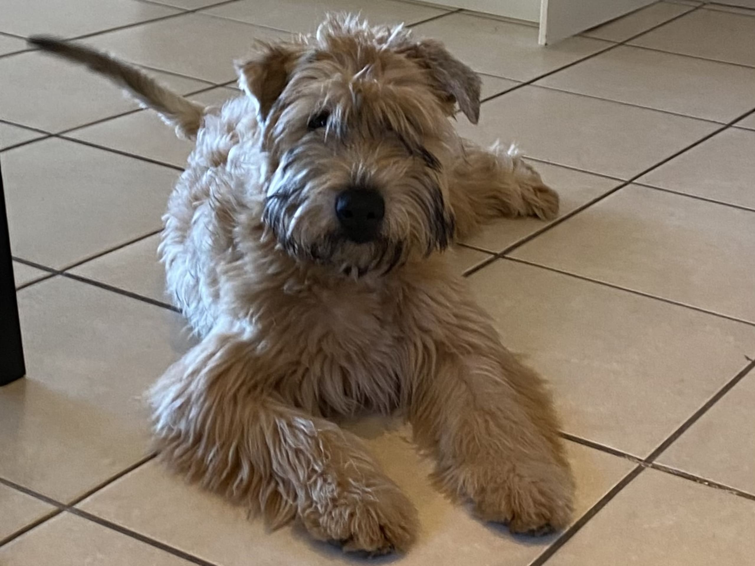 Irish softcoated wheaten terrier