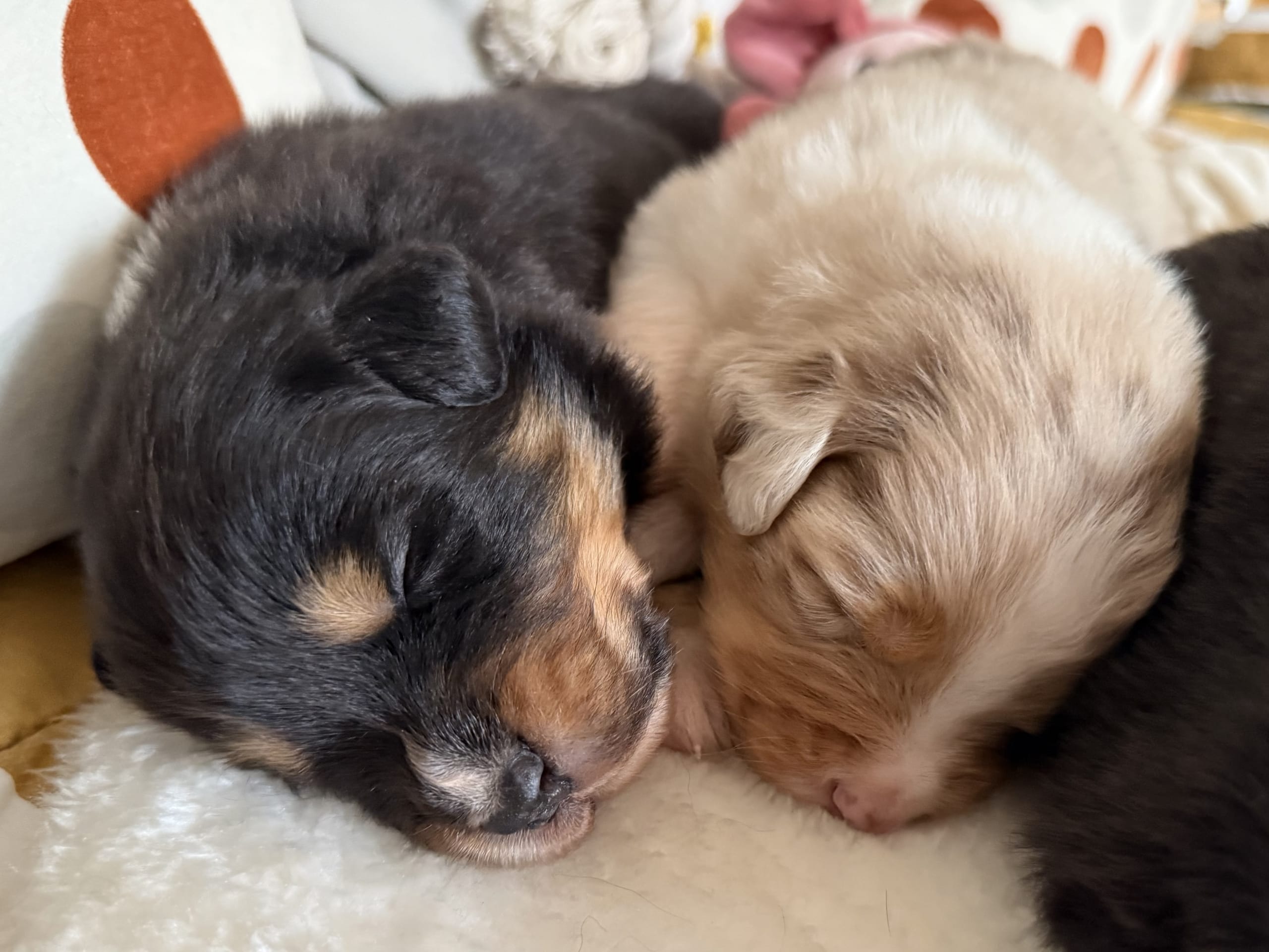 Australian shepherd