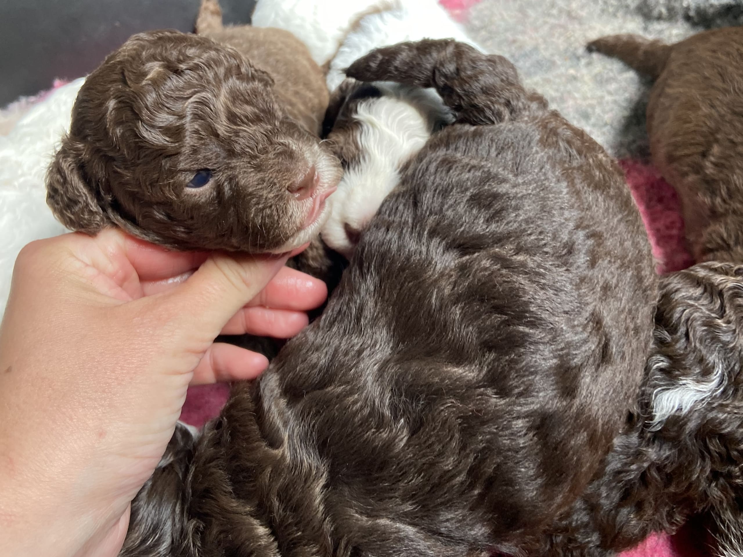 Shihpoo · Nol · Lyckliga Vovven