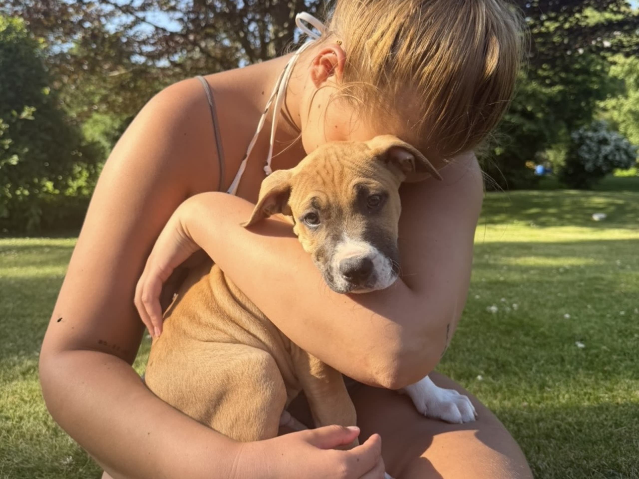American Bully · Växjö · Nova P.