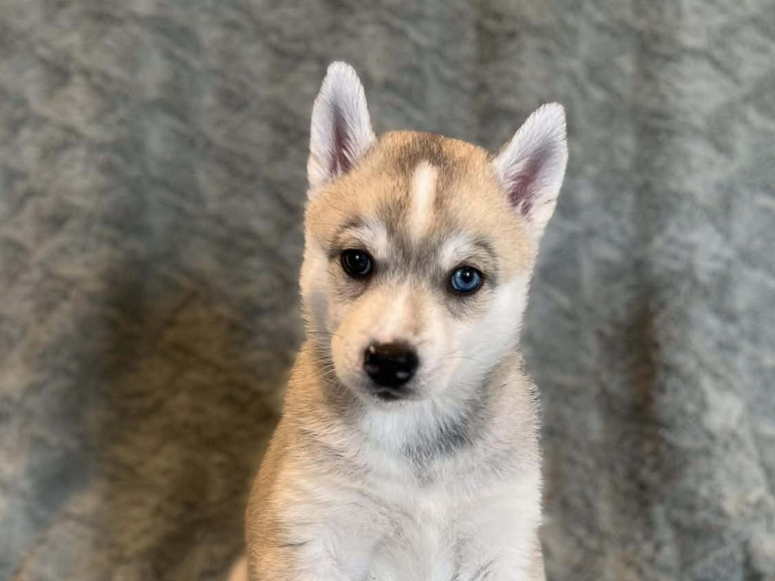 Siberian husky