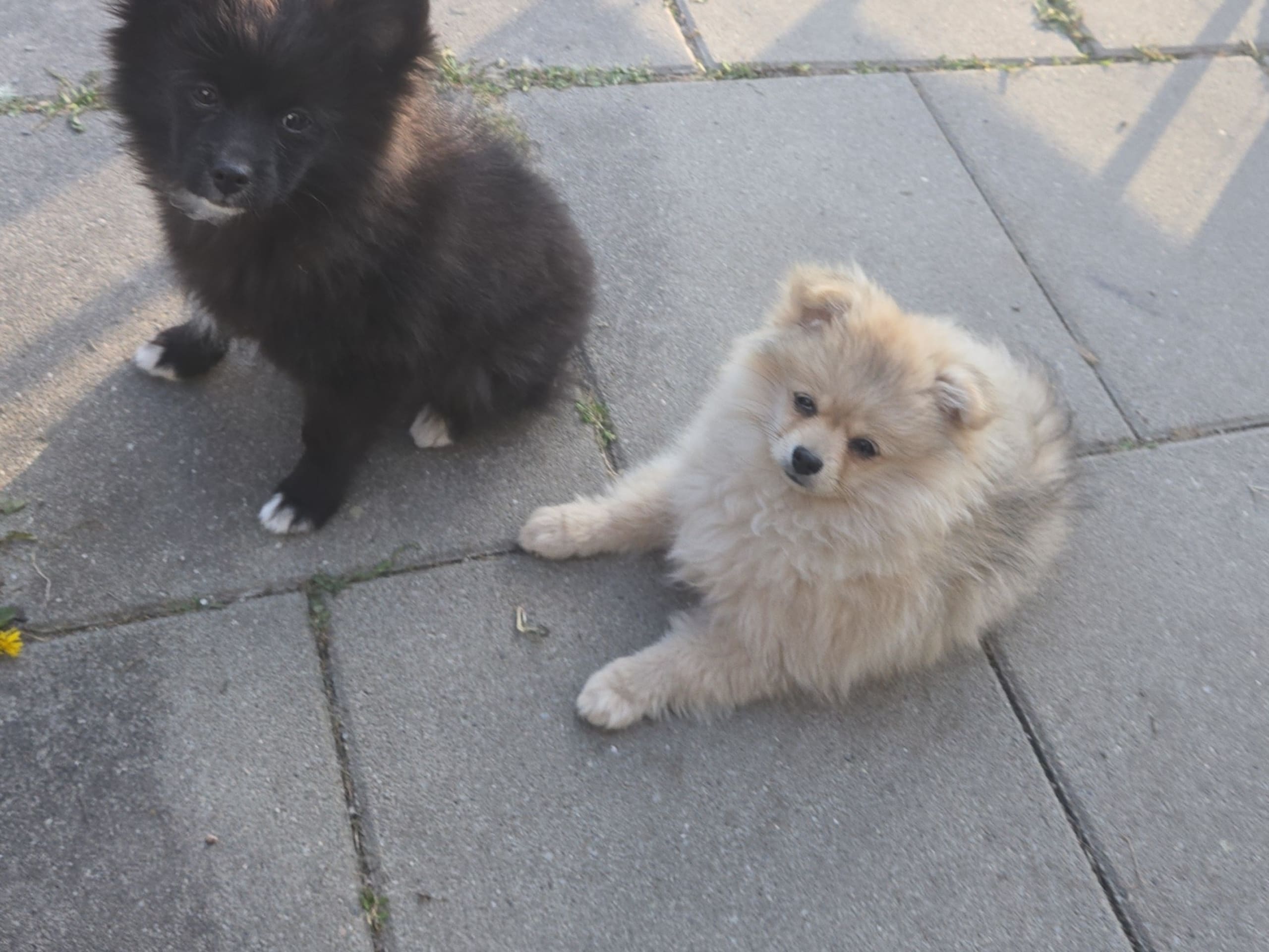 Pomeranian 75% · Edane · Rebecka Mercedez a.