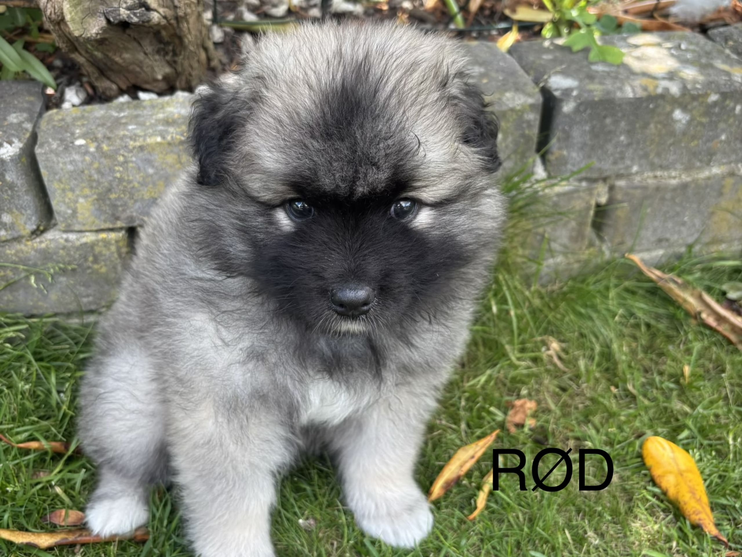 Keeshond