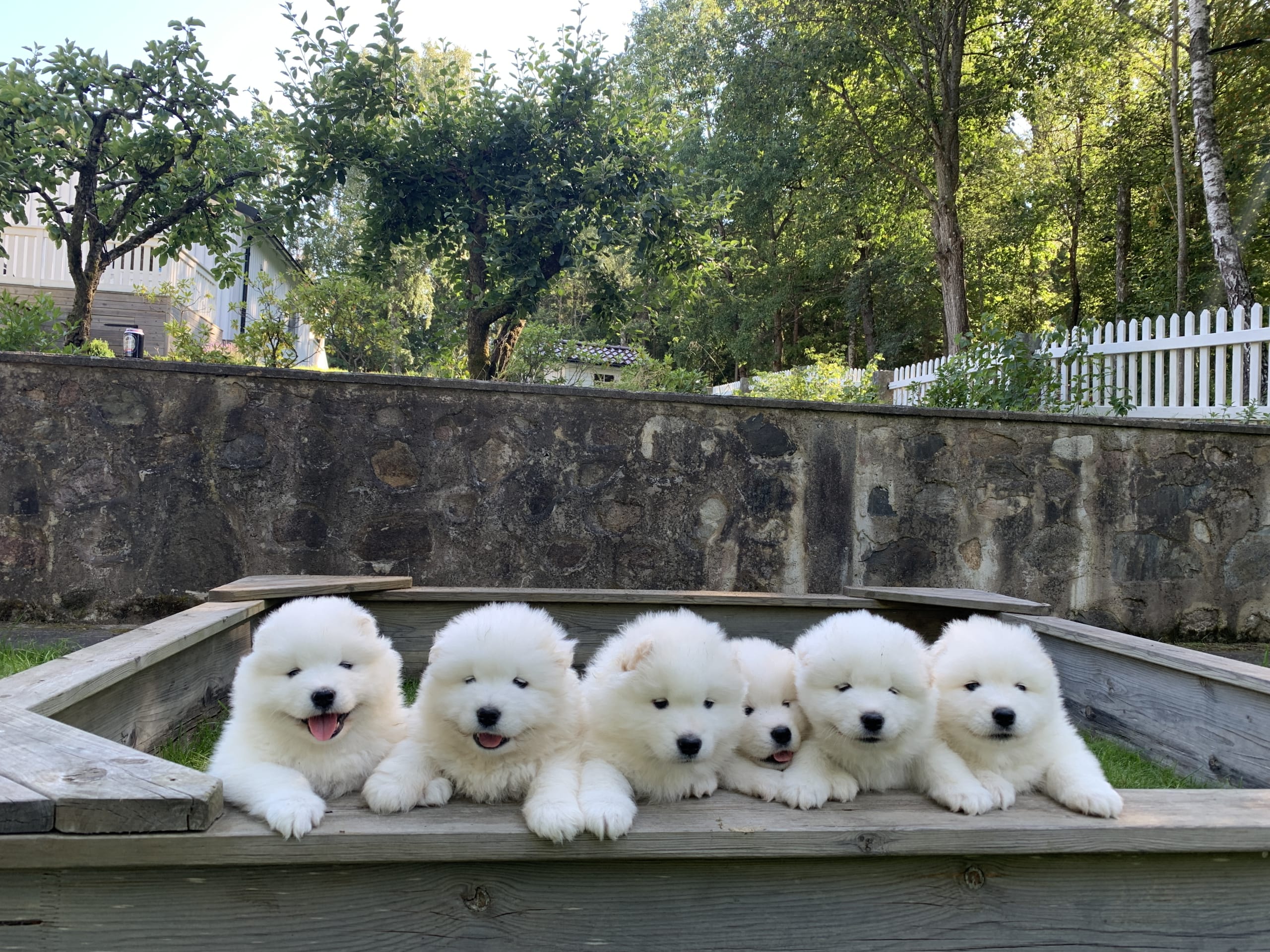 Samojedhund