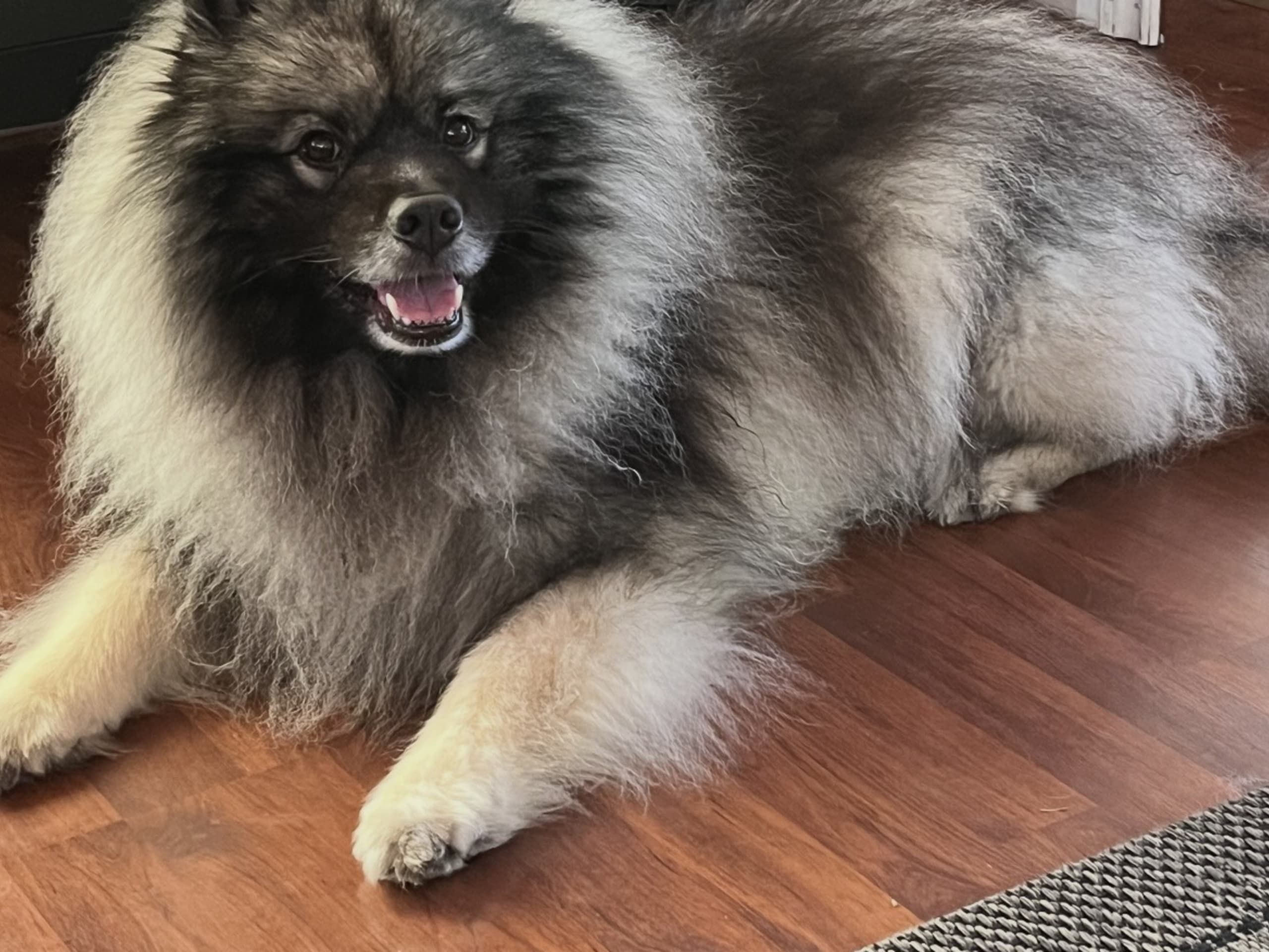 Keeshond · Ucklum · Dungens