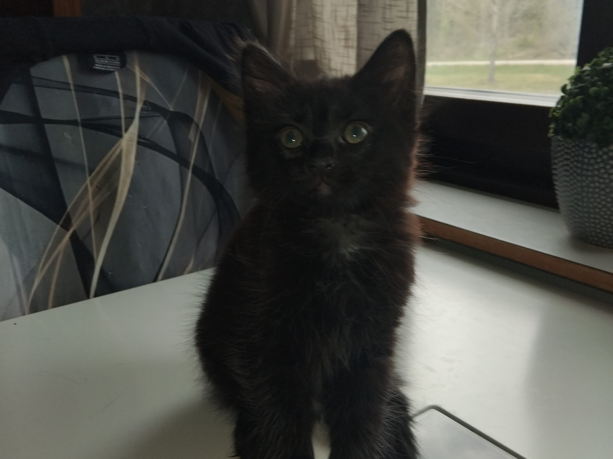 Perser / Bondkatt
