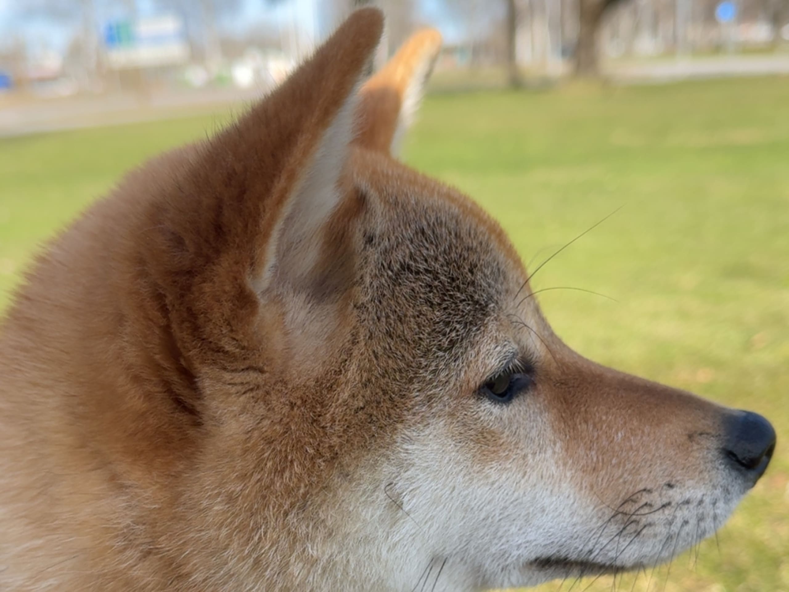 Shiba