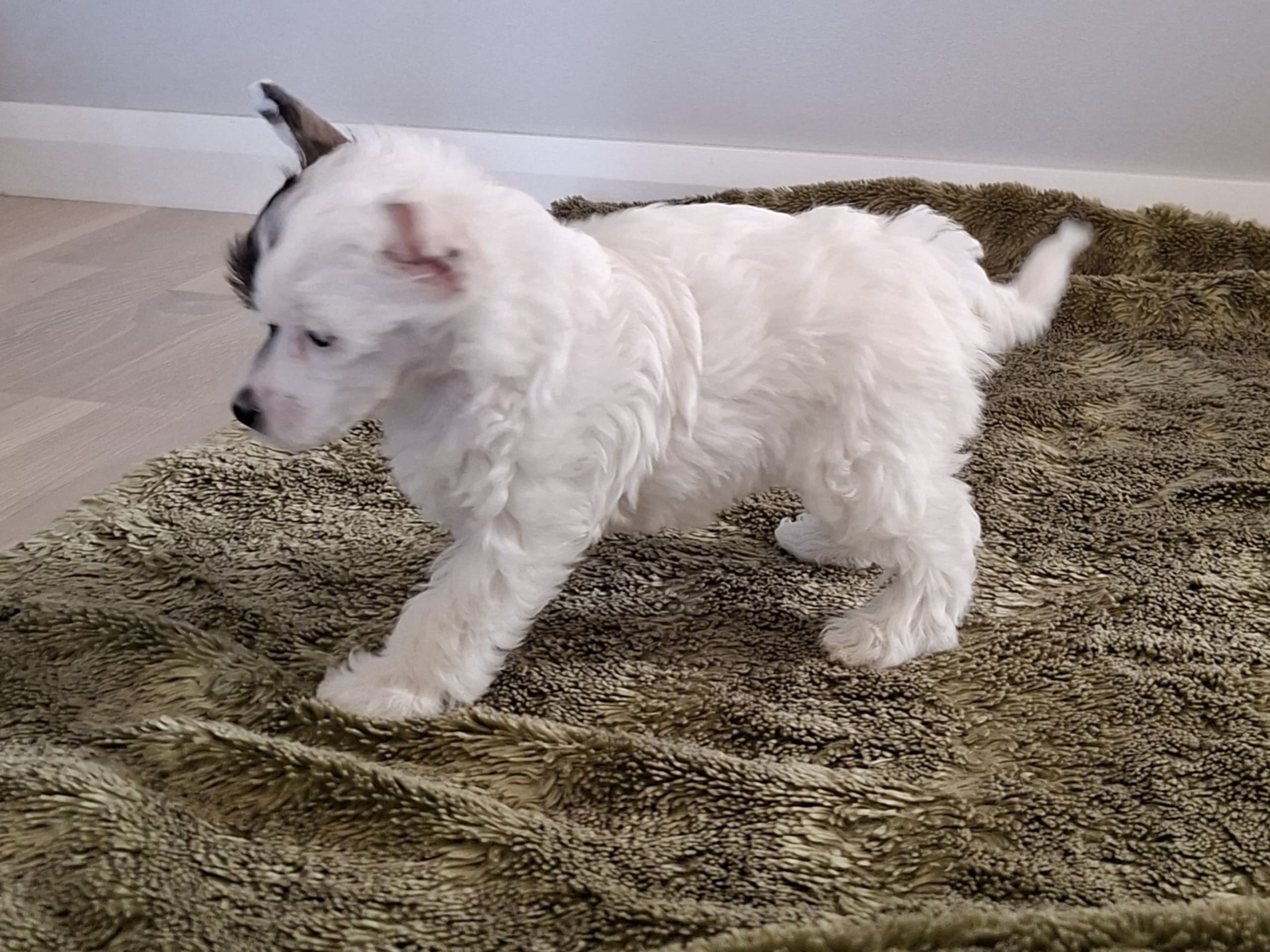 Chinese crested