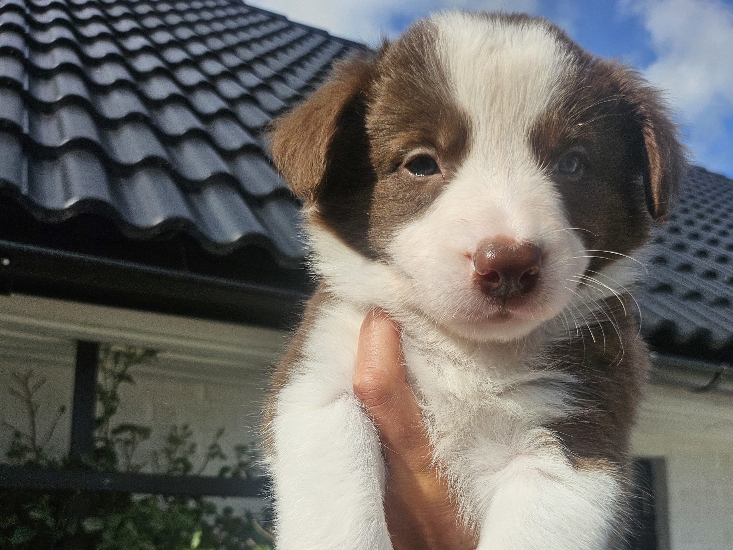Border collie
