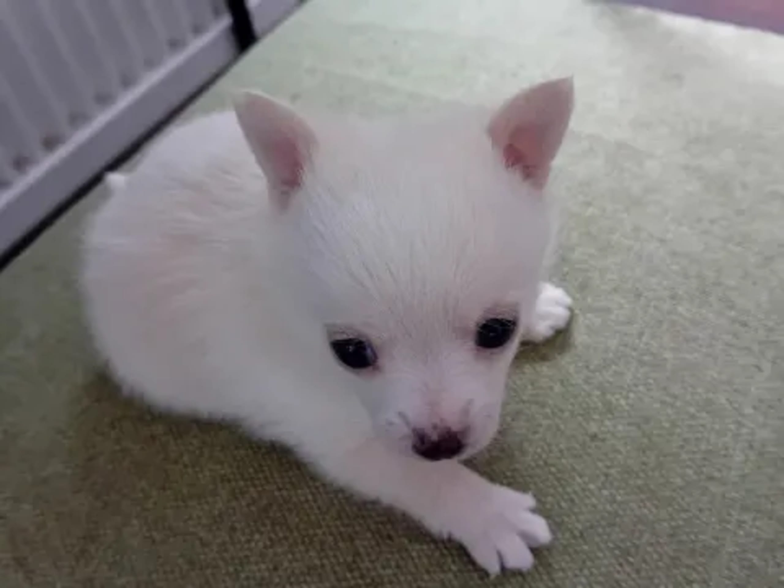 Pomchi · Svenljunga · Sirpa O.