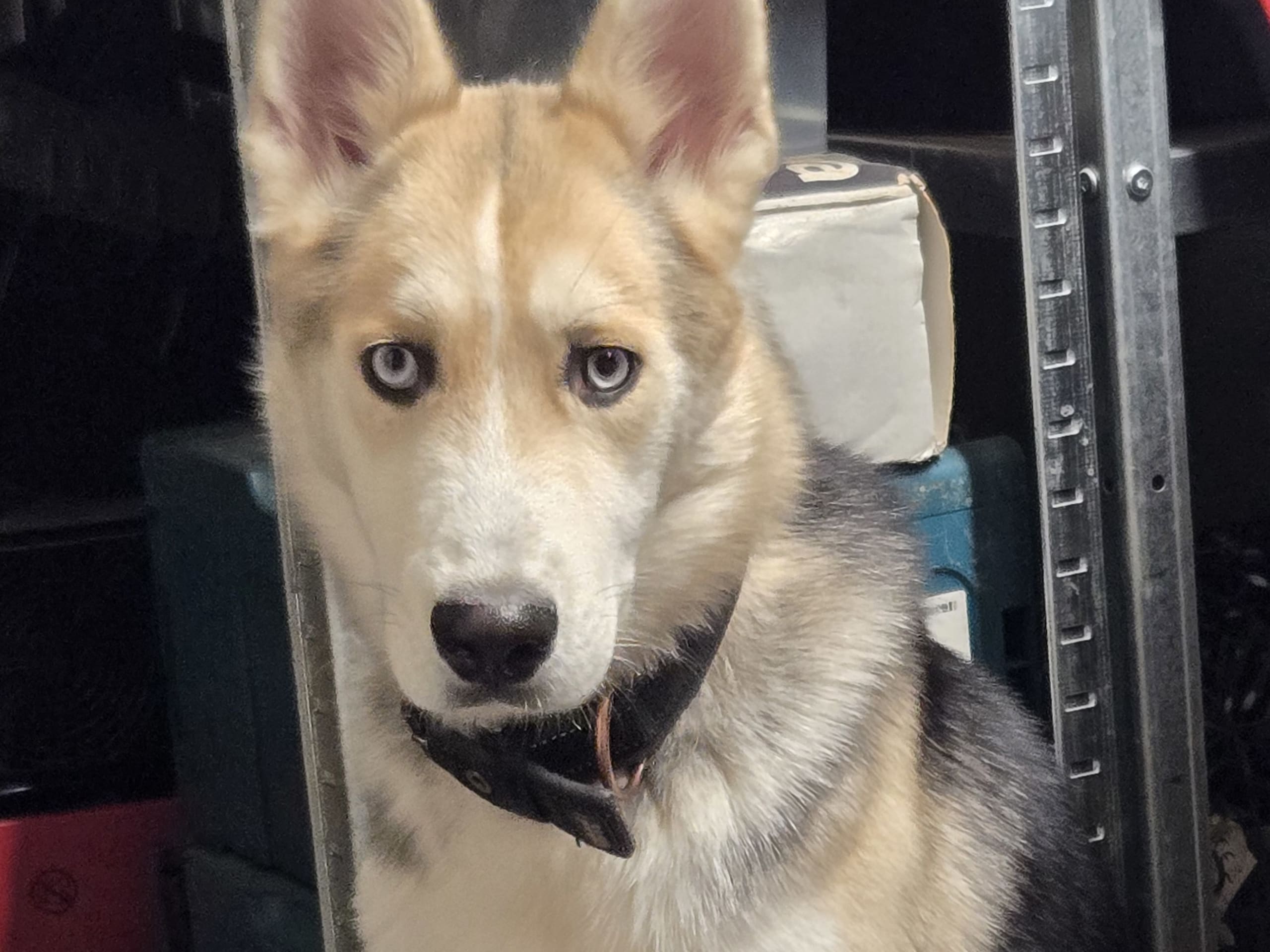 Siberian husky