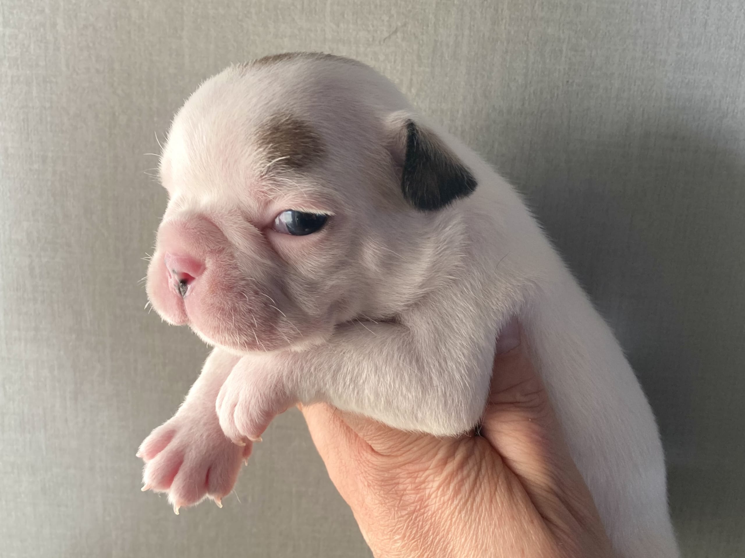 French Bulldog · östervåla · Dexline's