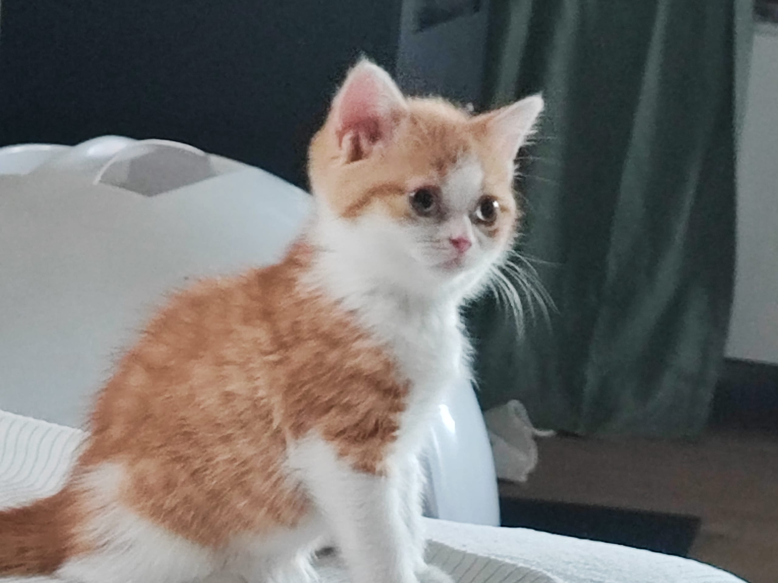 British Shorthair · Ljungsbro · Meåma's