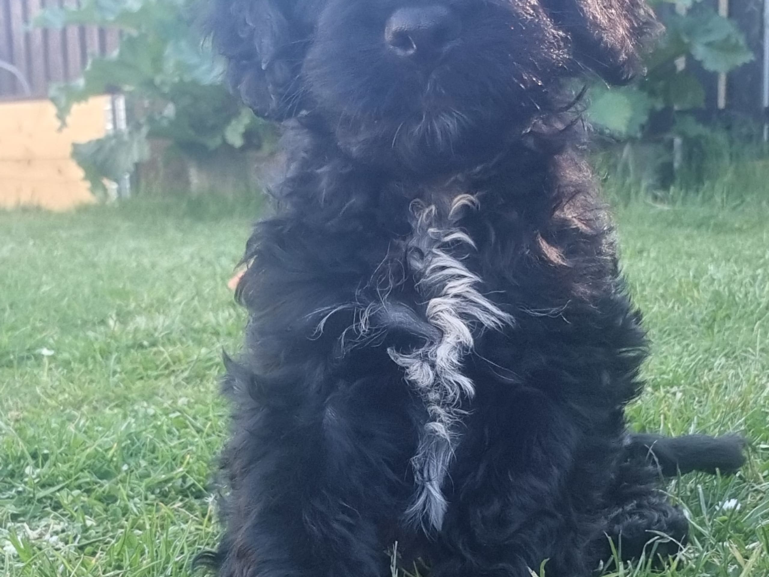 Cockerpoo
