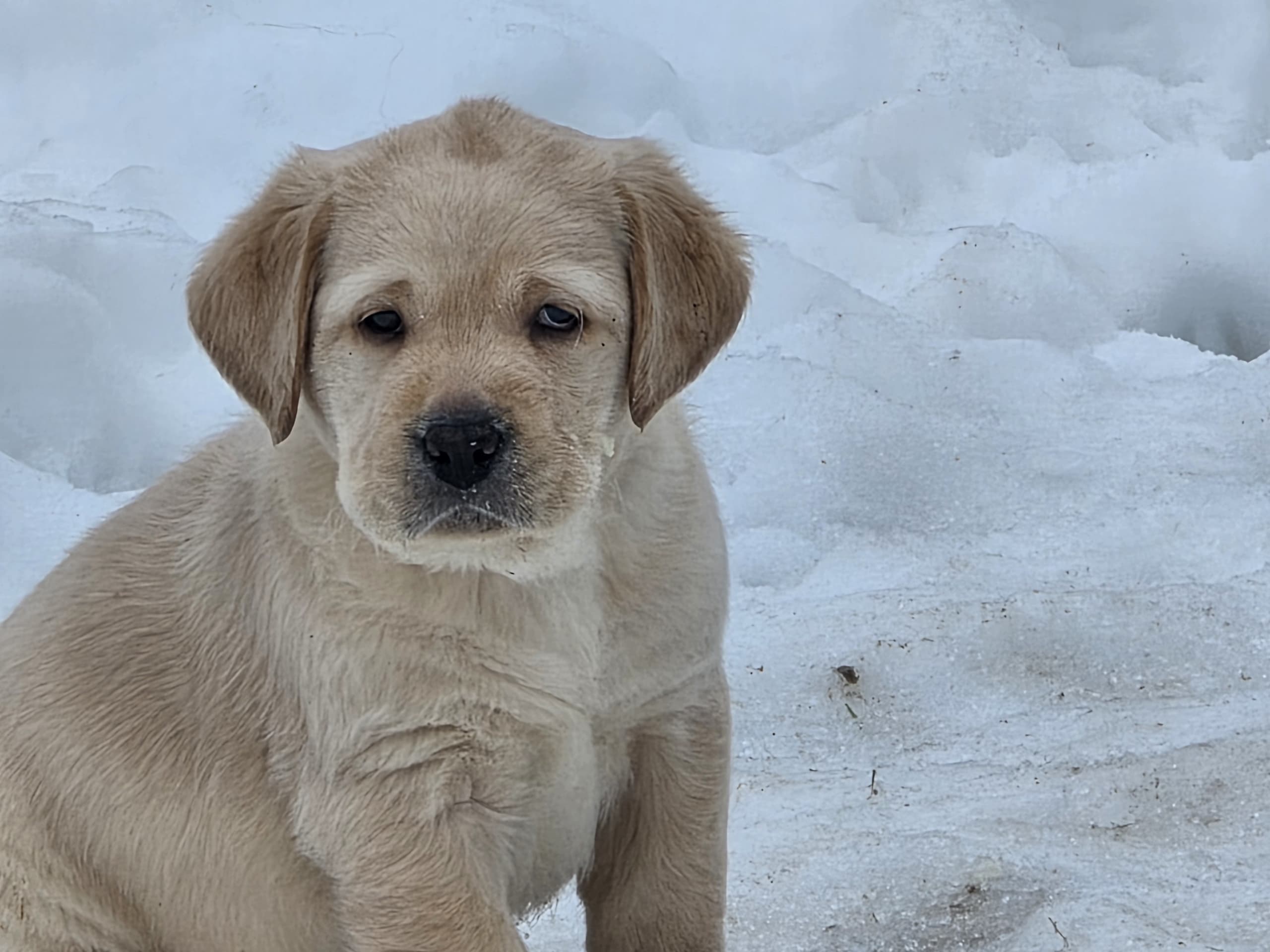 Labrador retriever