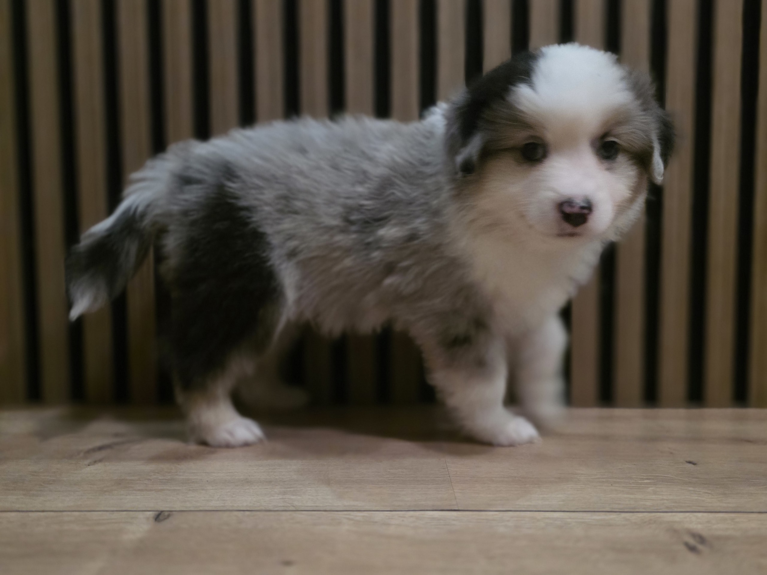 Miniature American Shepherd