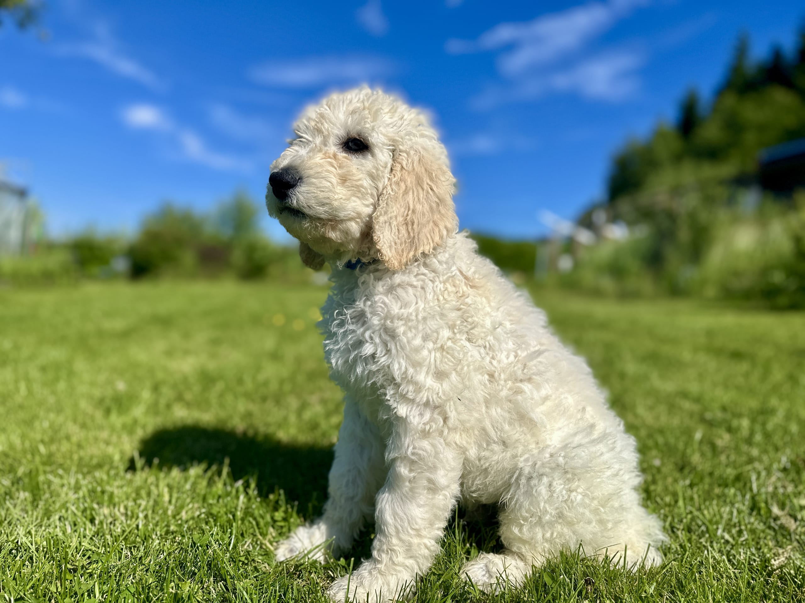 Goldendoodle