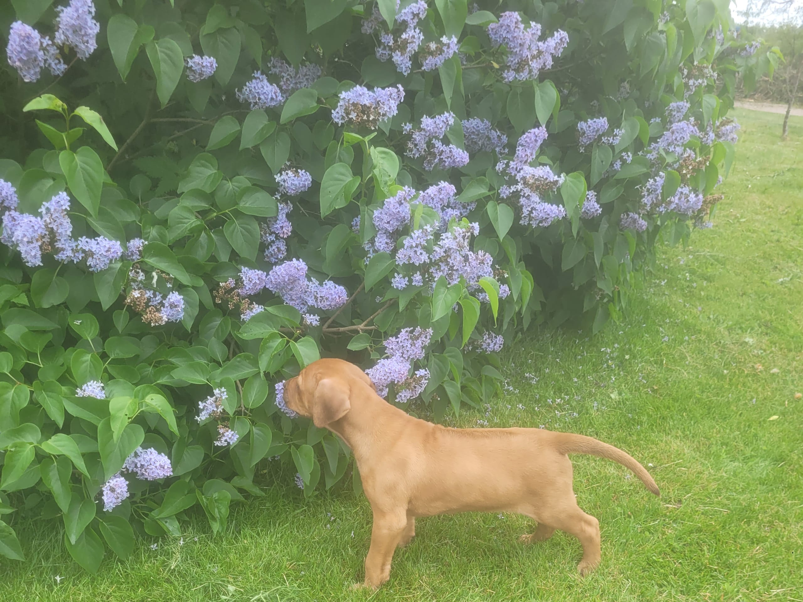 Rhodesian ridgeback