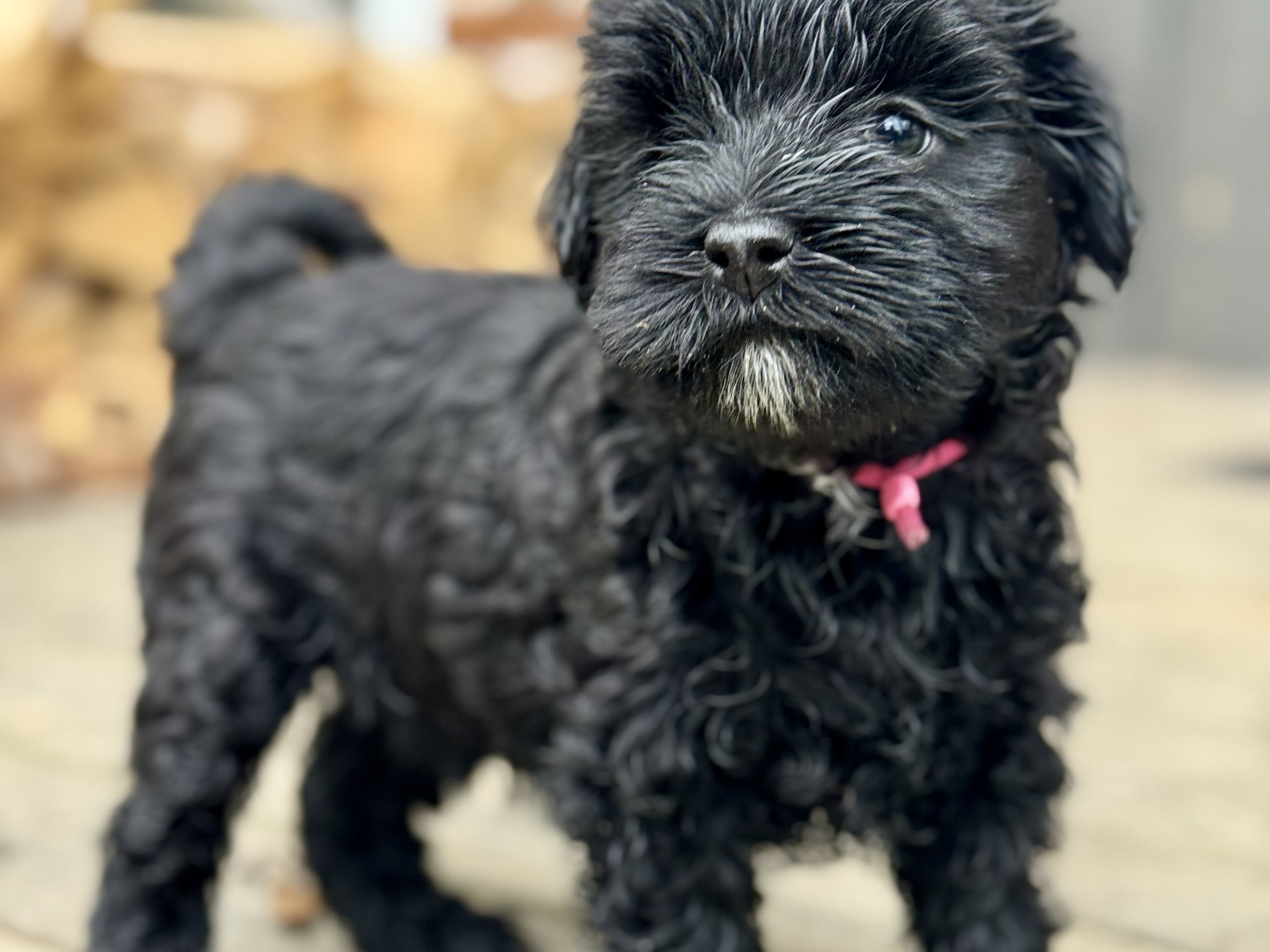 Tibetansk terrier