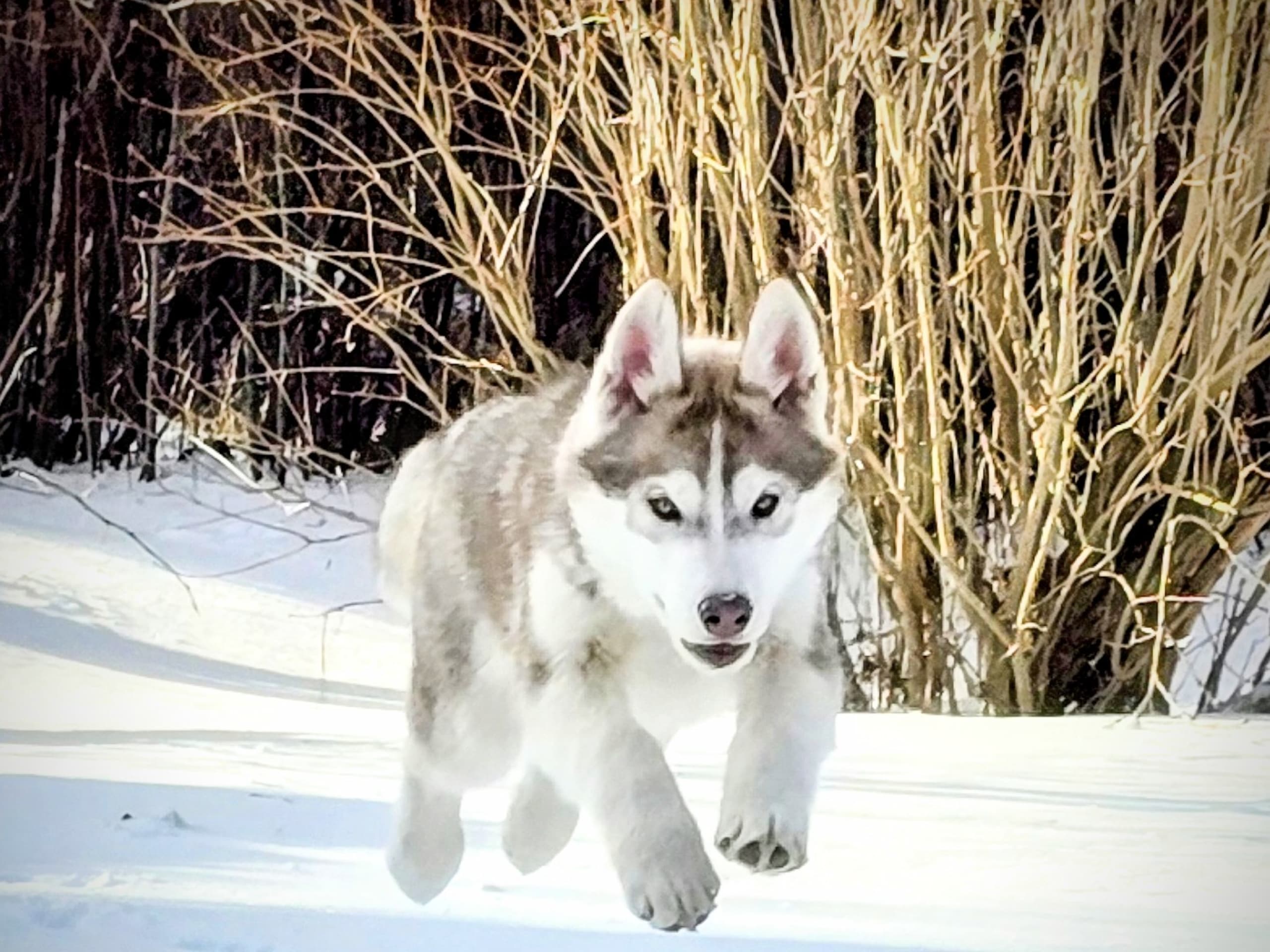 Siberian husky