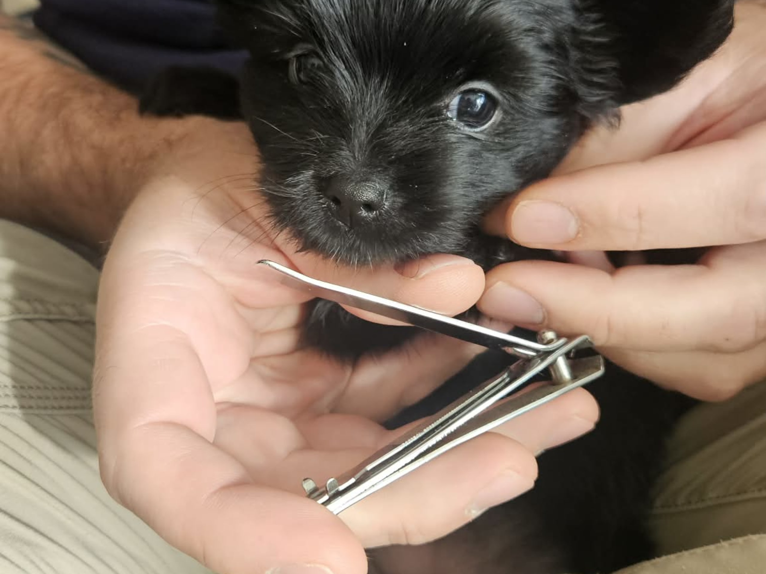 Pomchi/Bichon frisé/Yorkshire terrier · Borås · Sofie L.