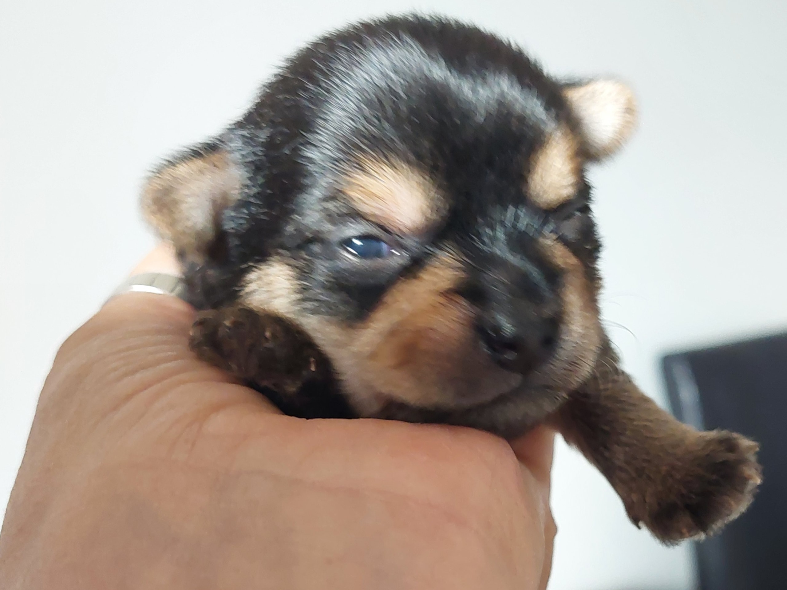 Chorkie · Skärholmen · DochD