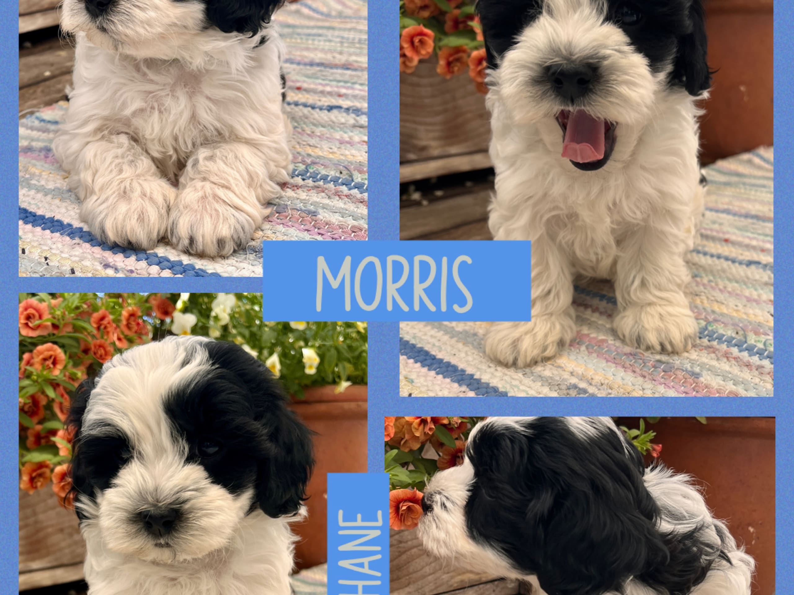 Maltipoo · Mariestad · Liten&Unik