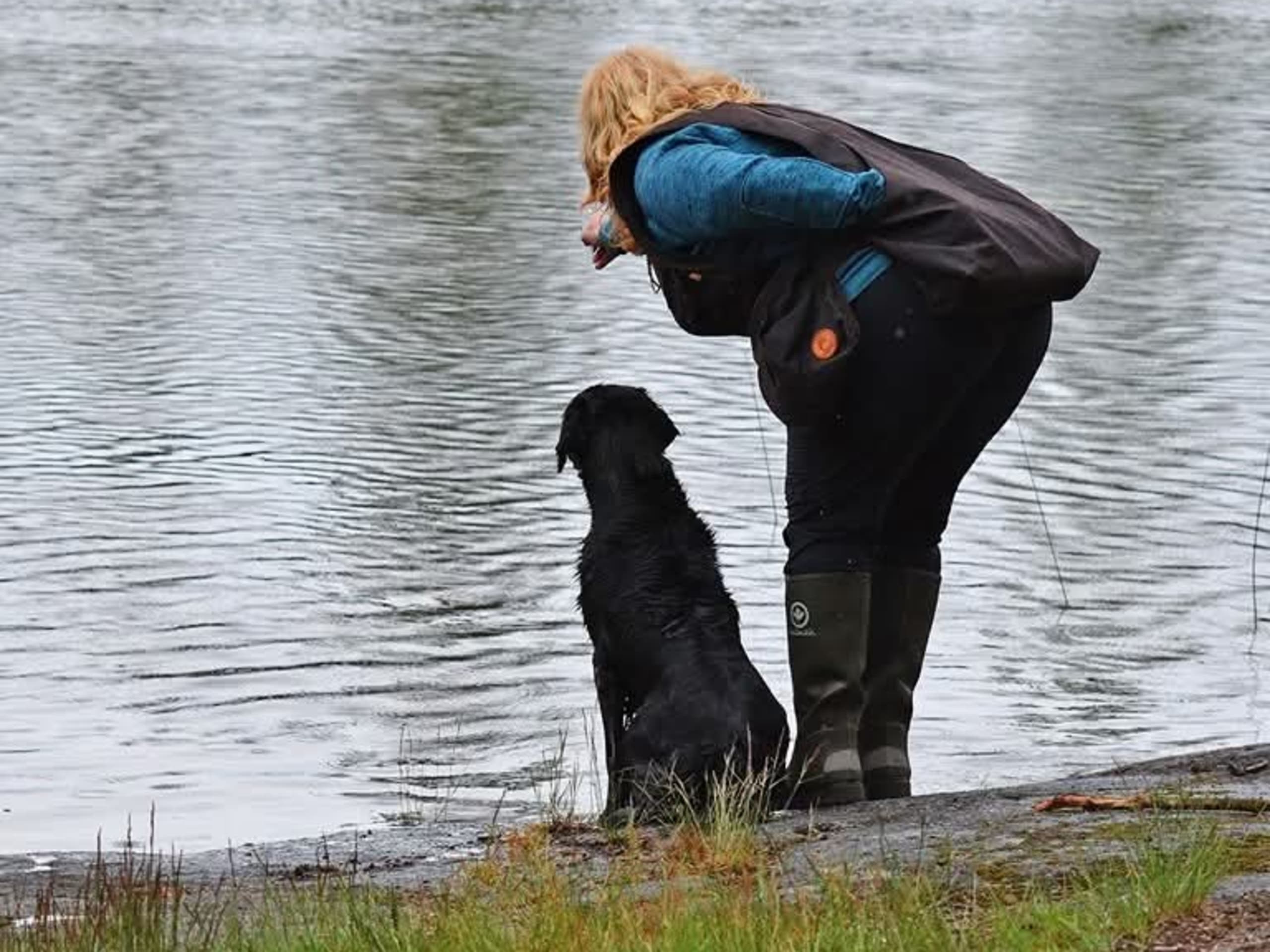 Flatcoated retriever