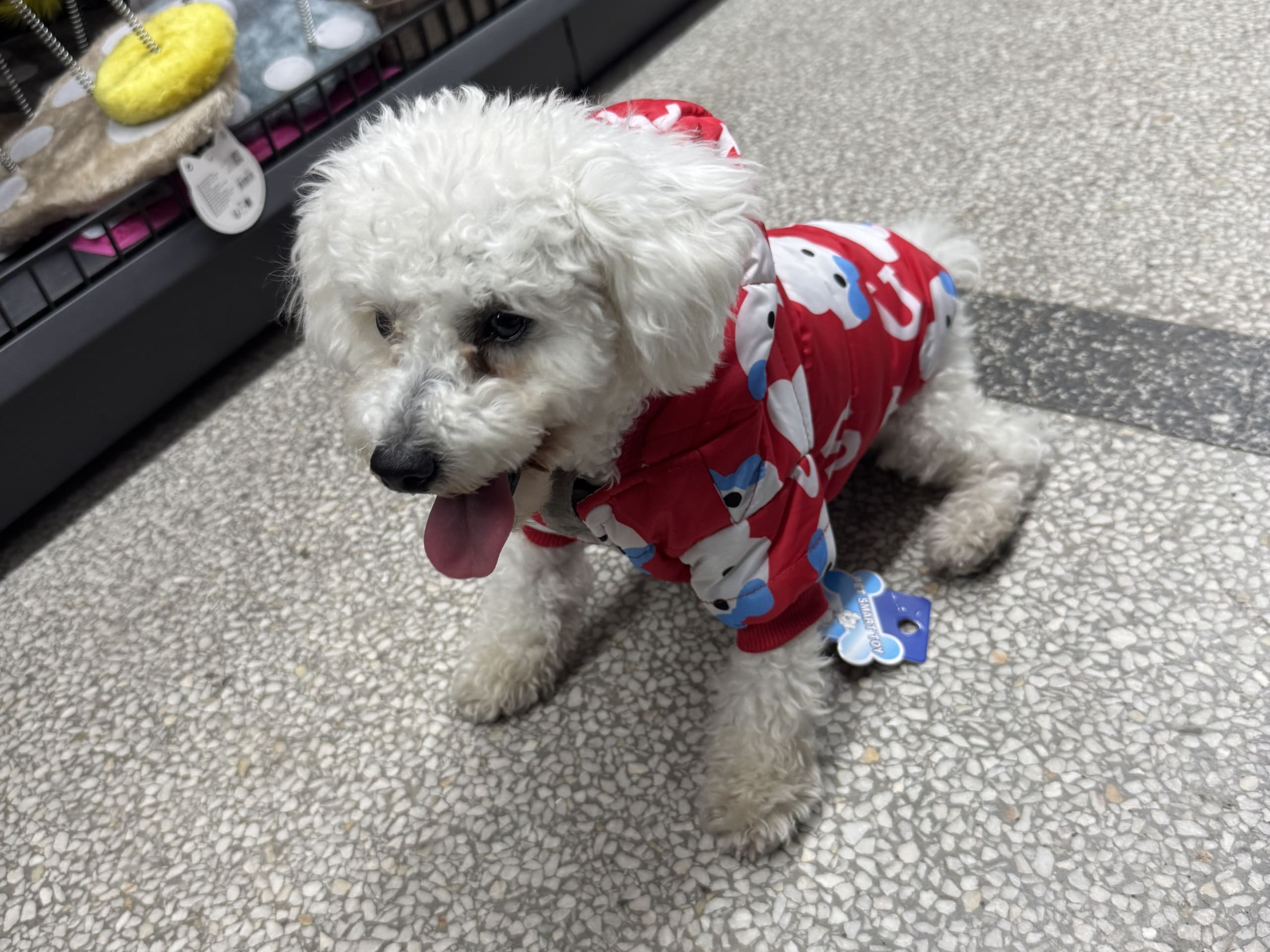 Bichon frisé