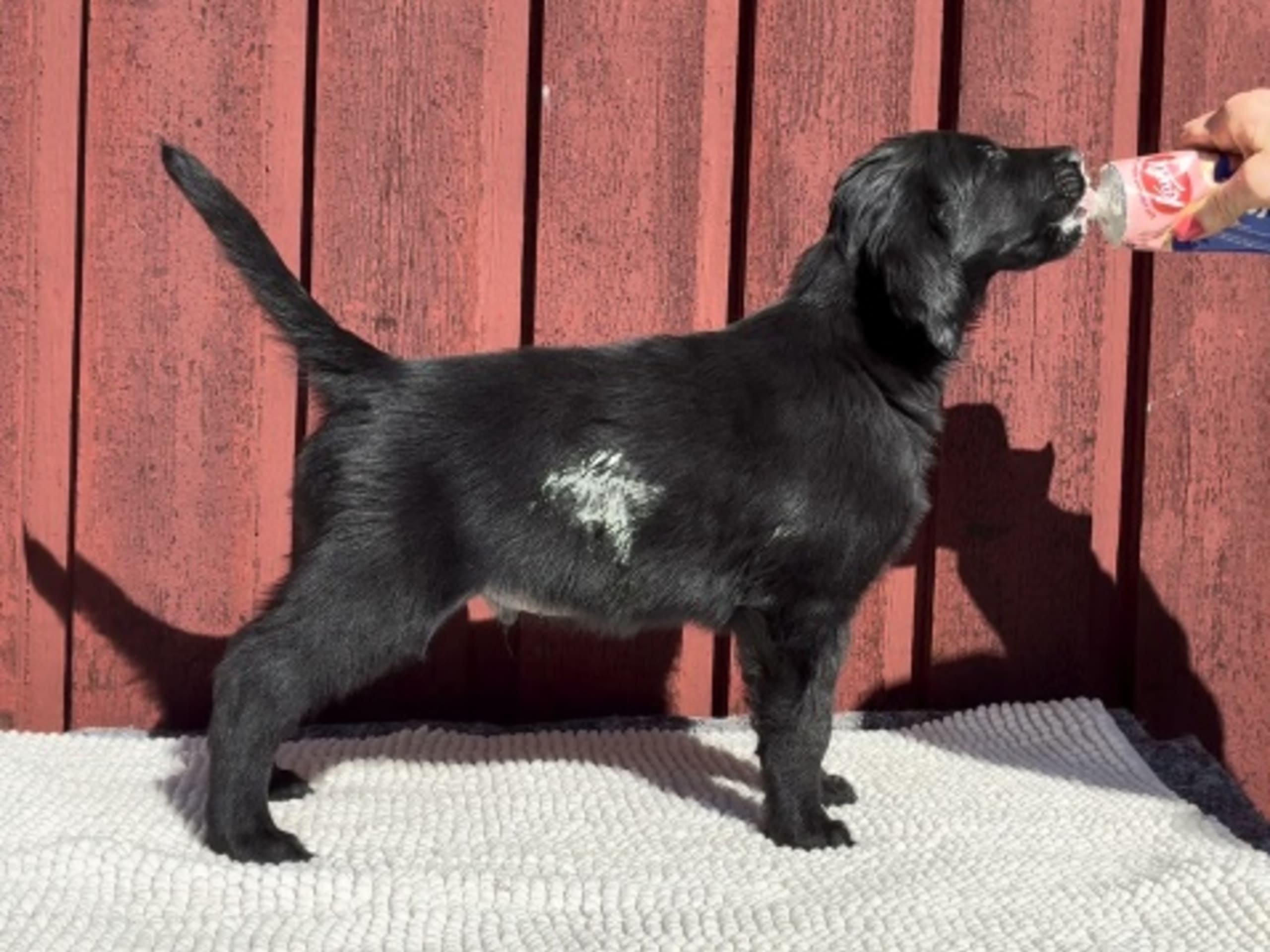 Flatcoated retriever