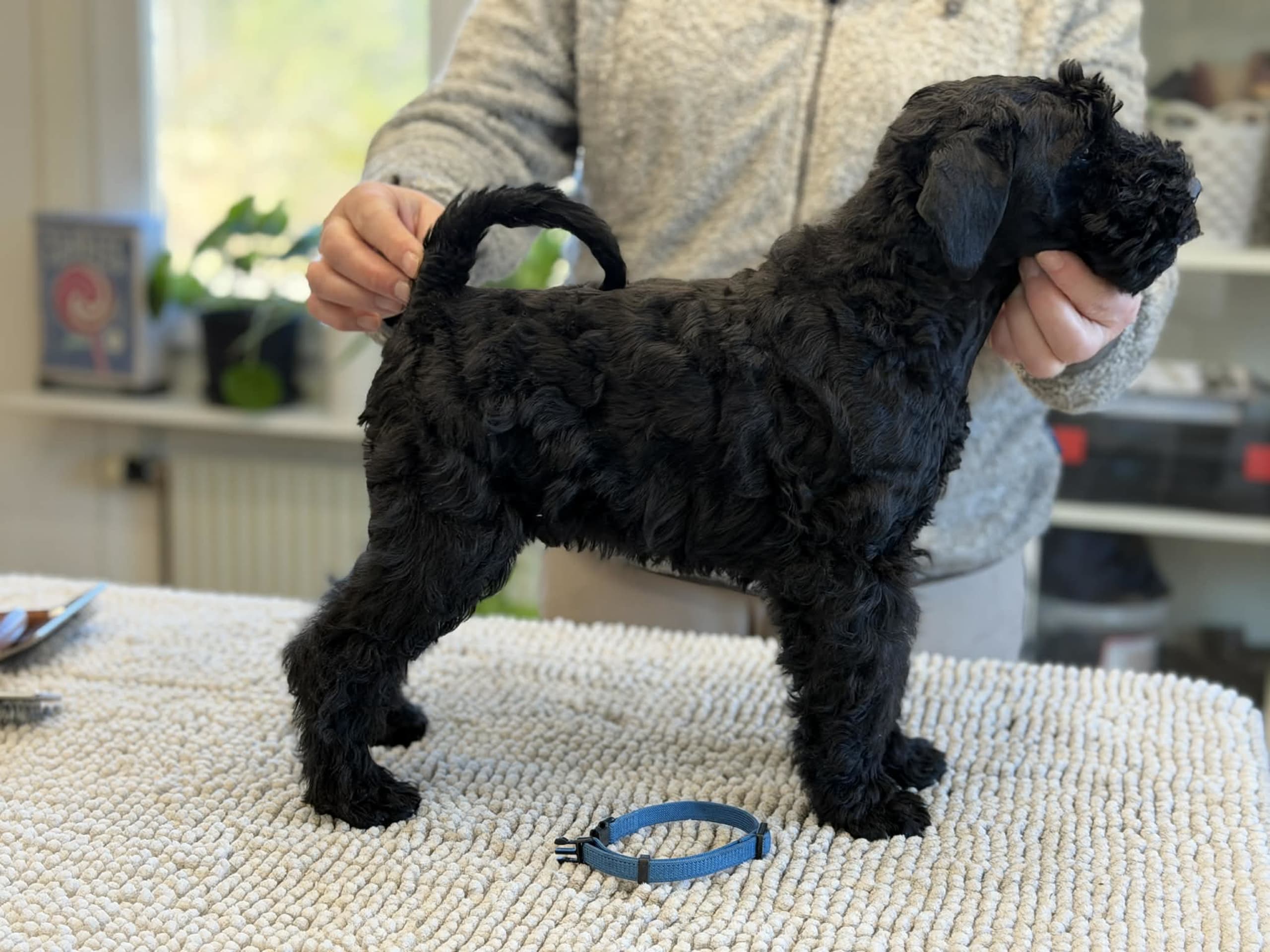 Kerry blue terrier