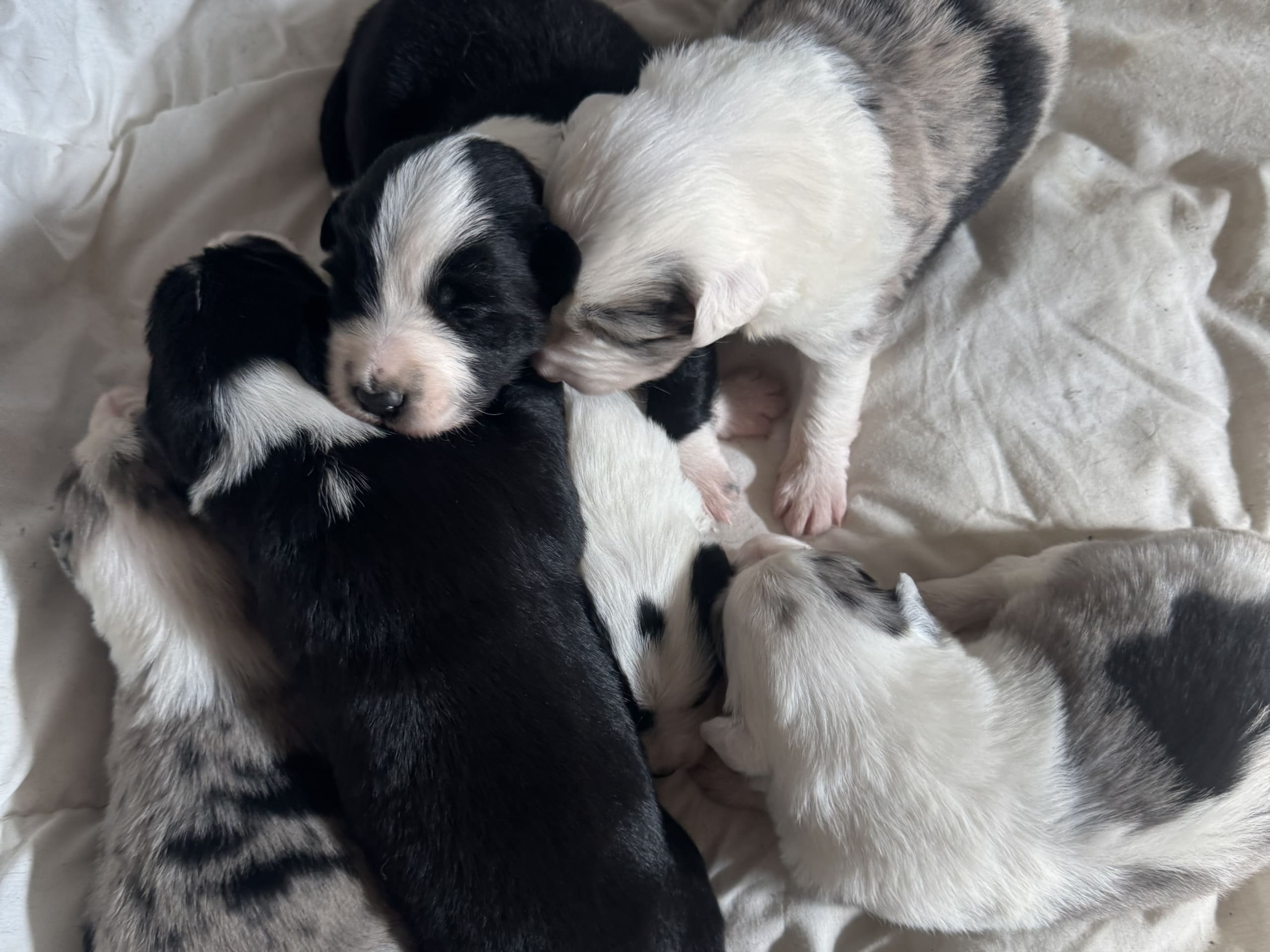 Border collie