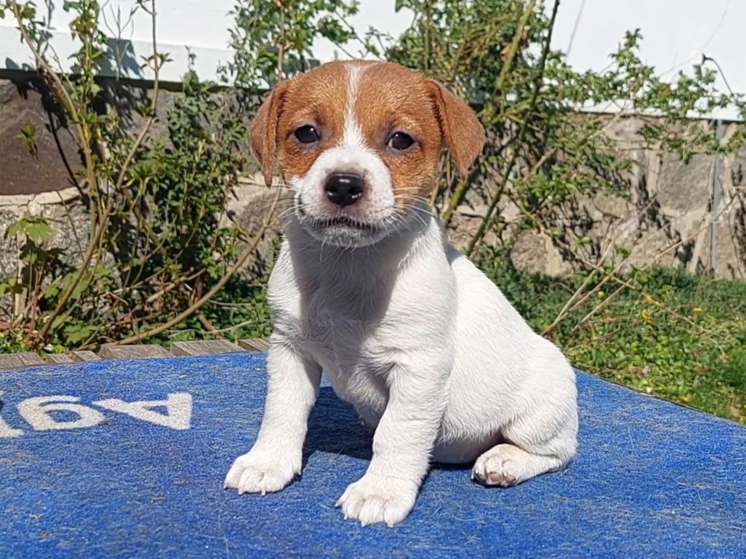 Jack Russell terrier · Onslunda · Laura C.