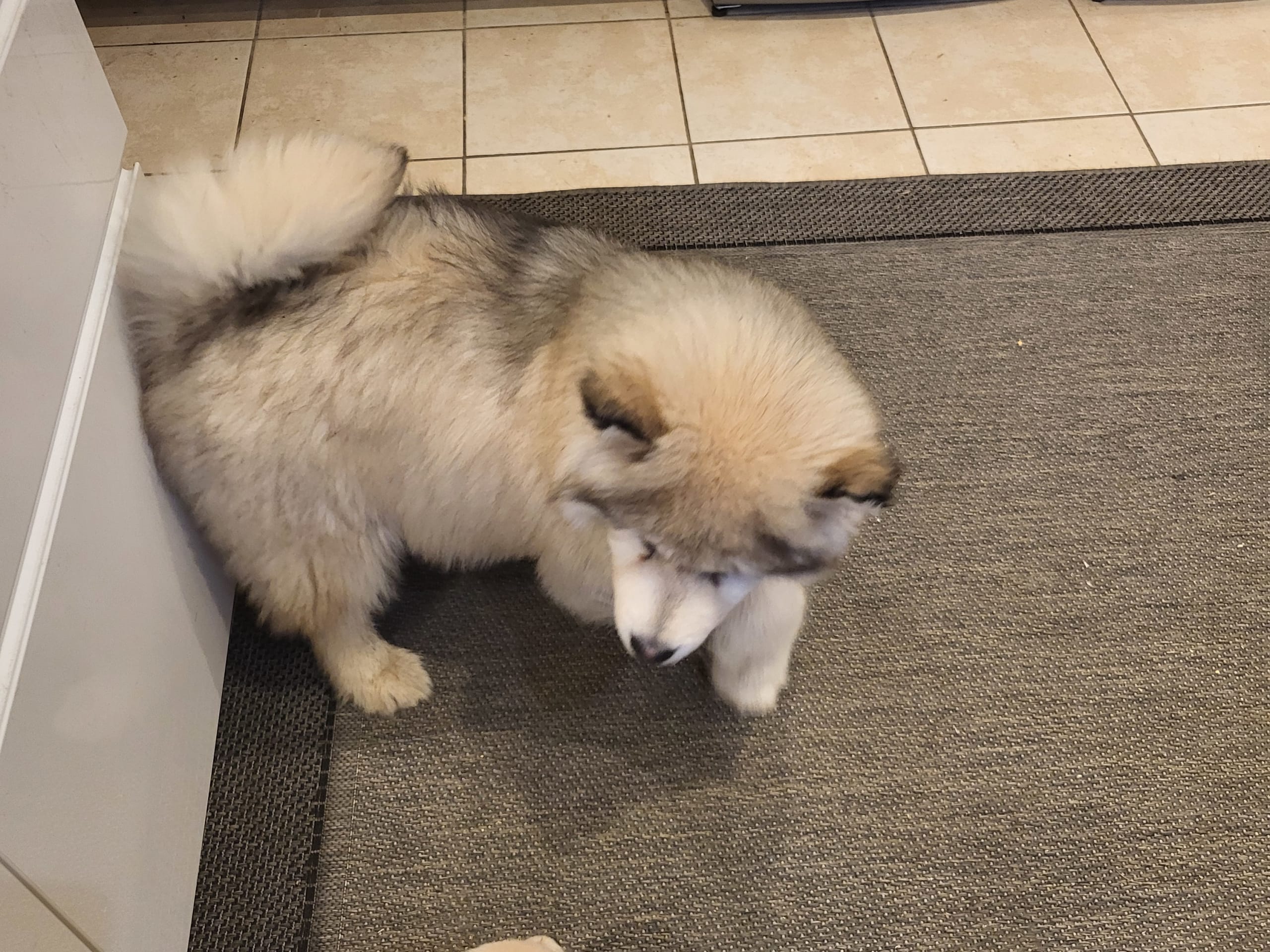 Alaskan malamute