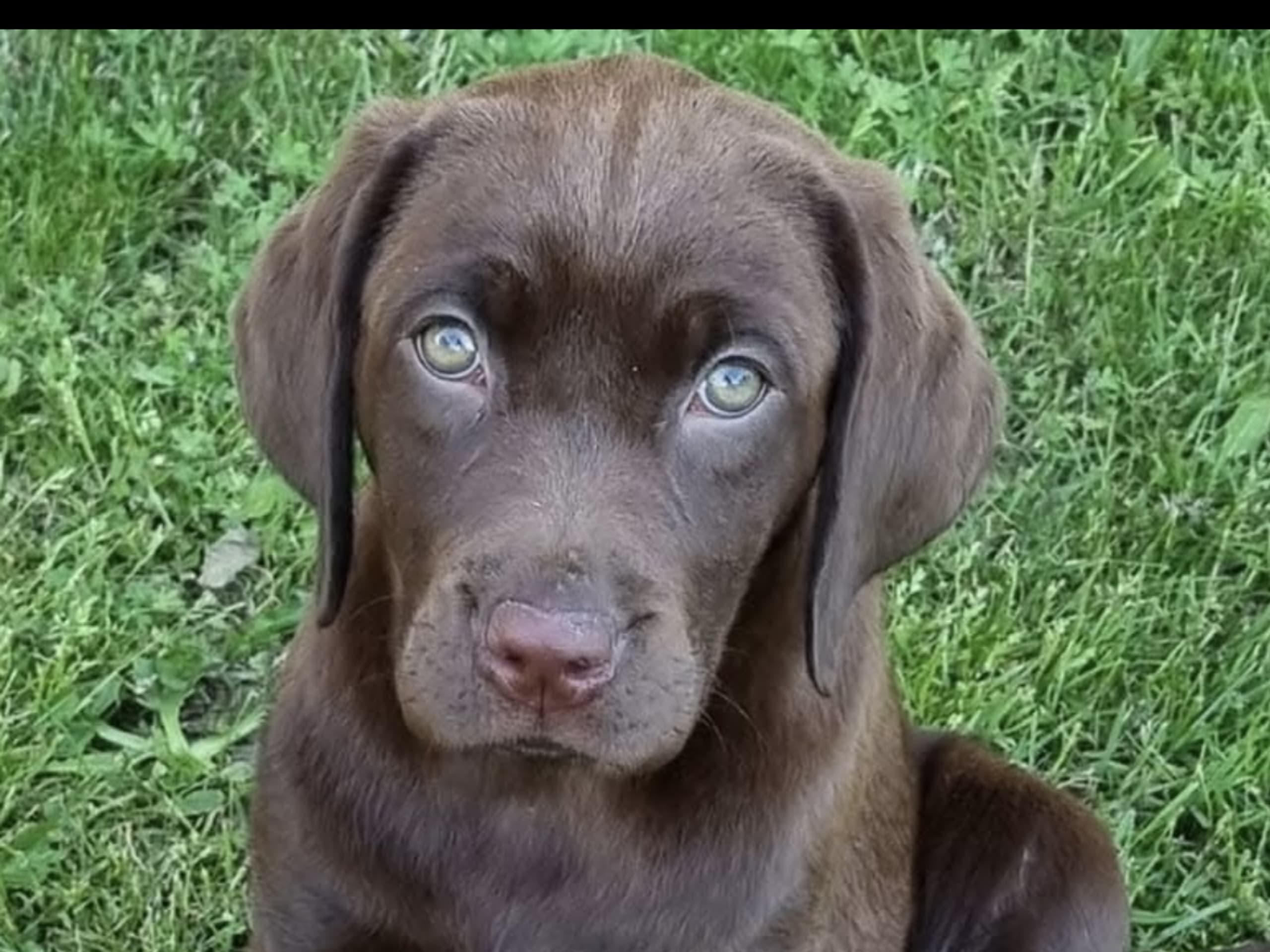 Labrador Retriever · Mariestad · Värmdö kennel