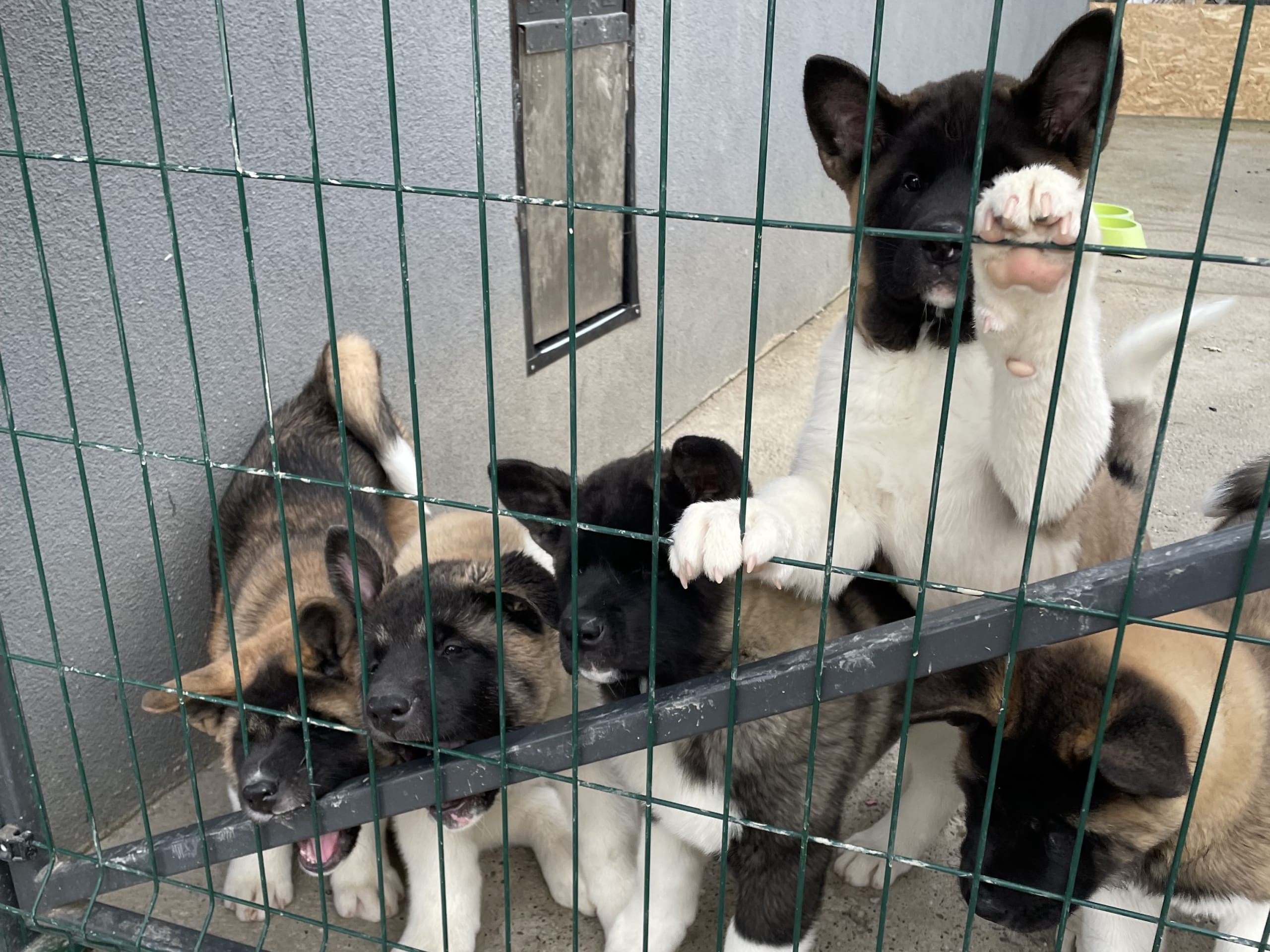American akita