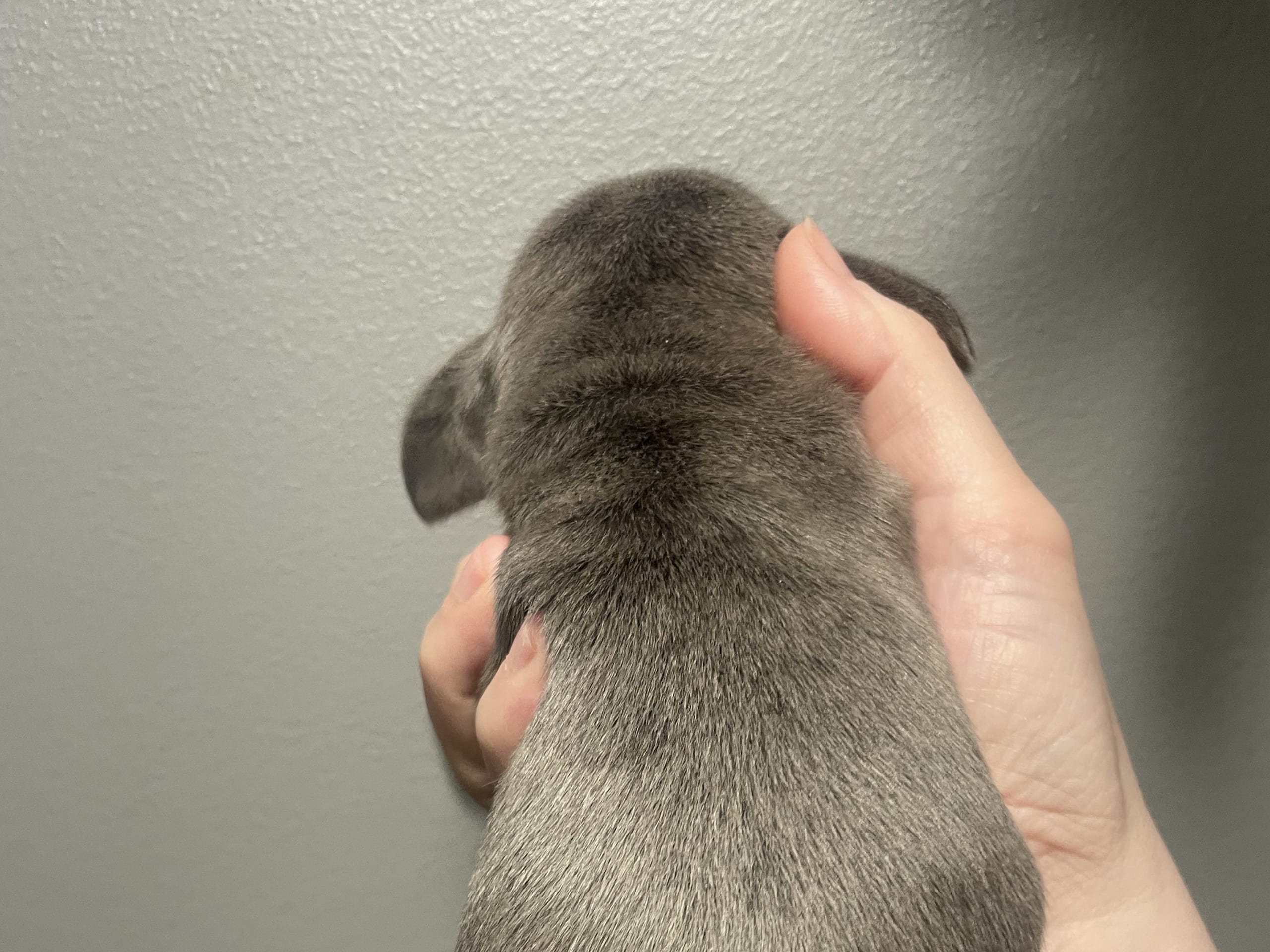 Dachshund