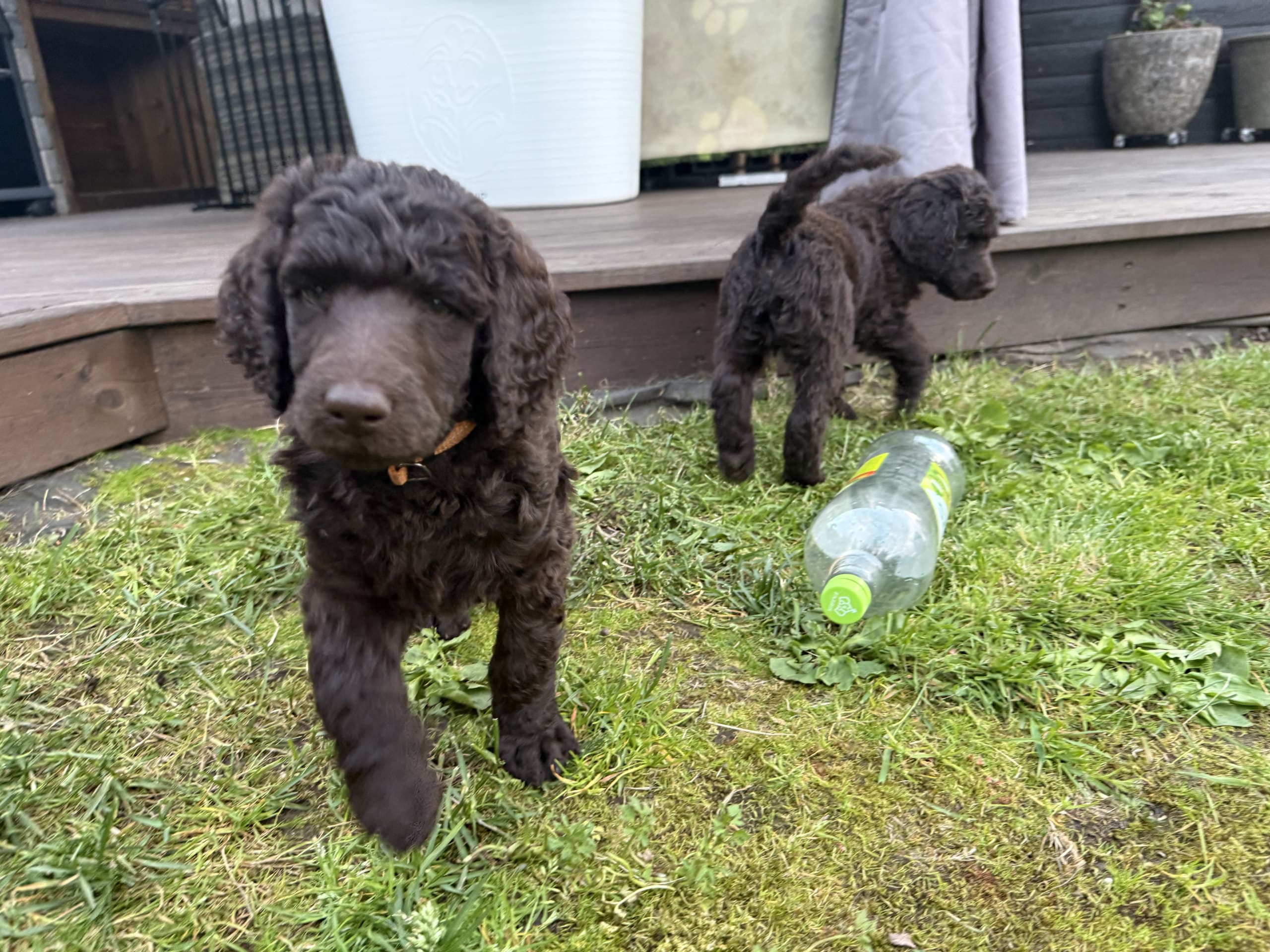 Stor puddel · Spillum · Almaluros kennel