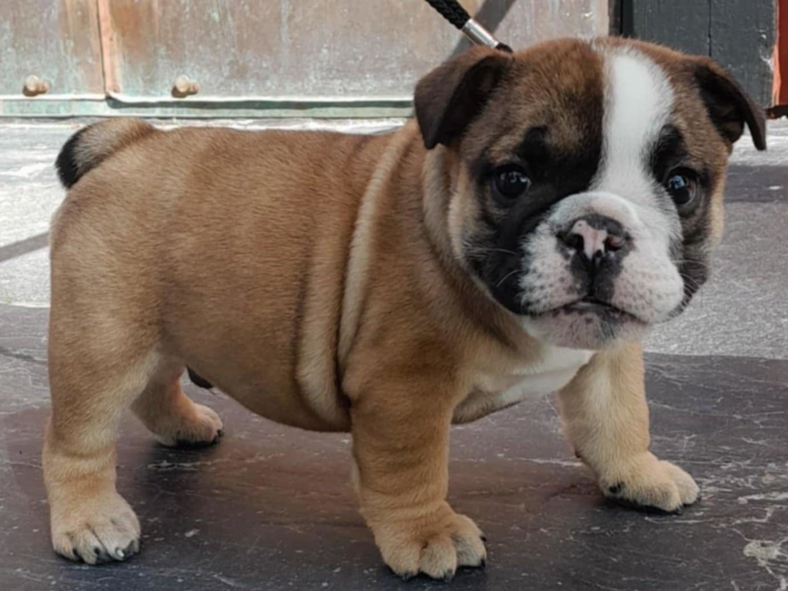 English Bulldog