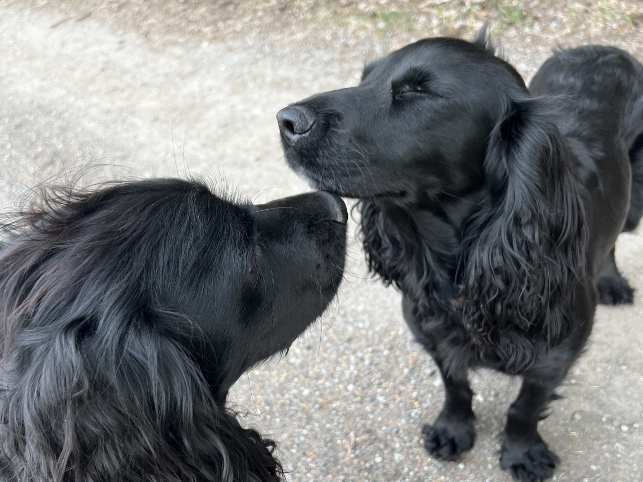 Cocker Spaniel · Norra sorunda · Rummeltorp