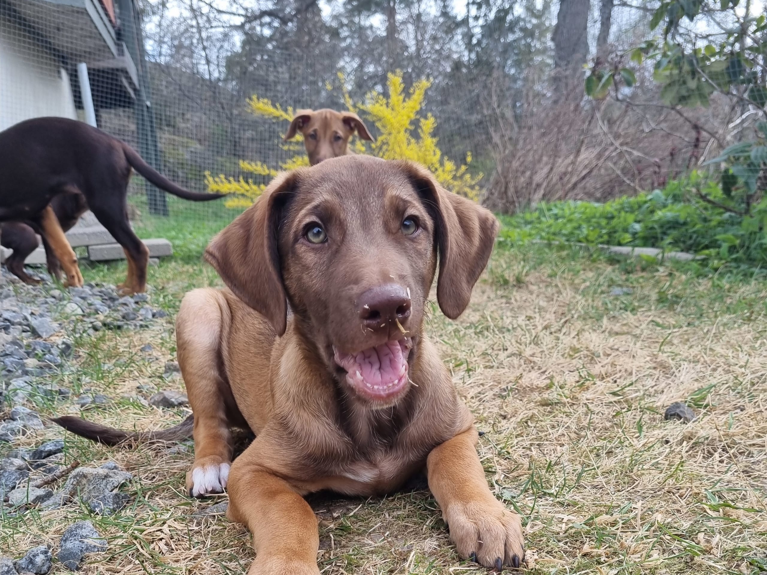 Xoloitzcuintle