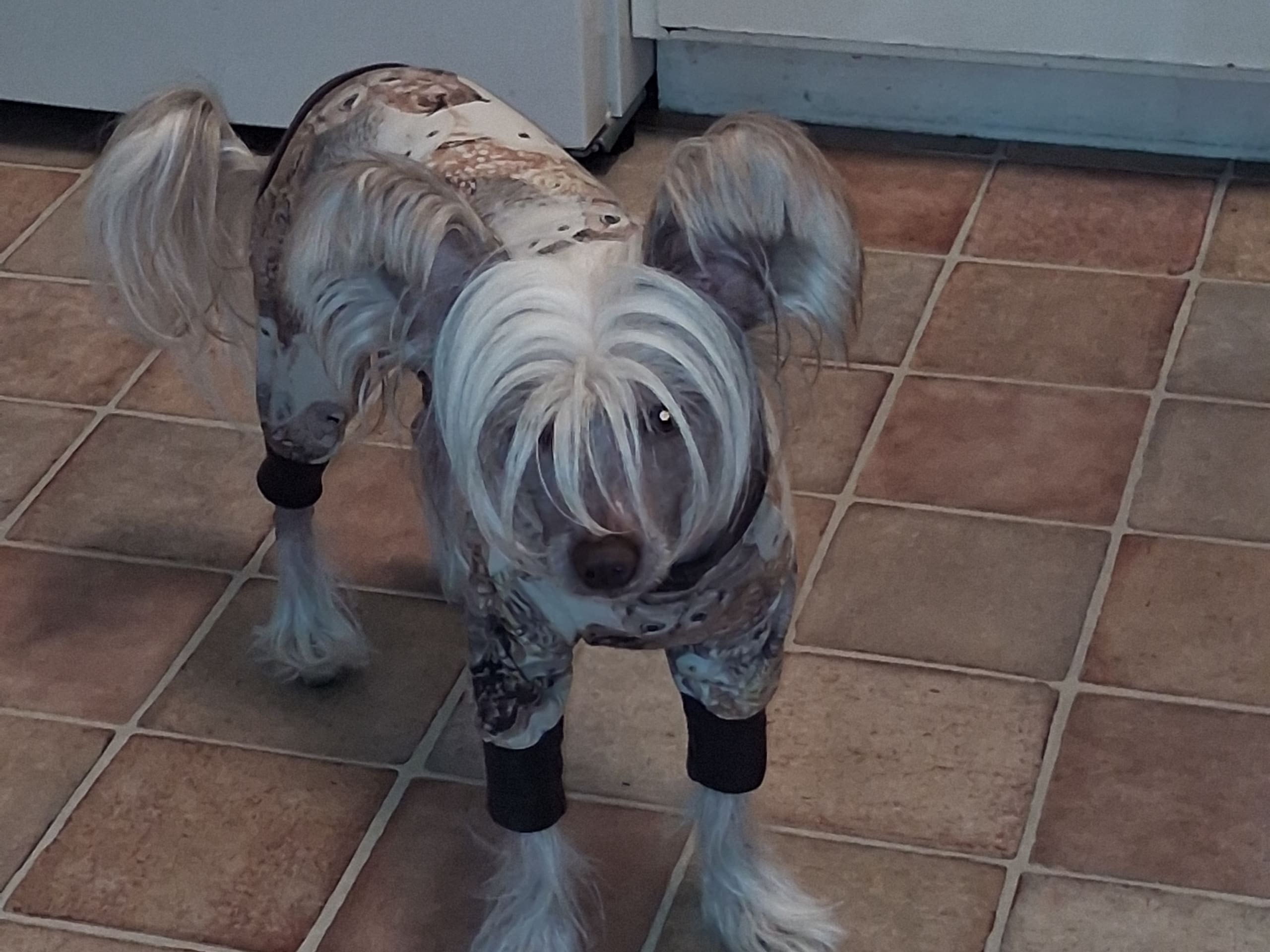 Chinese crested dog · Trollhättan · Beautycrest's