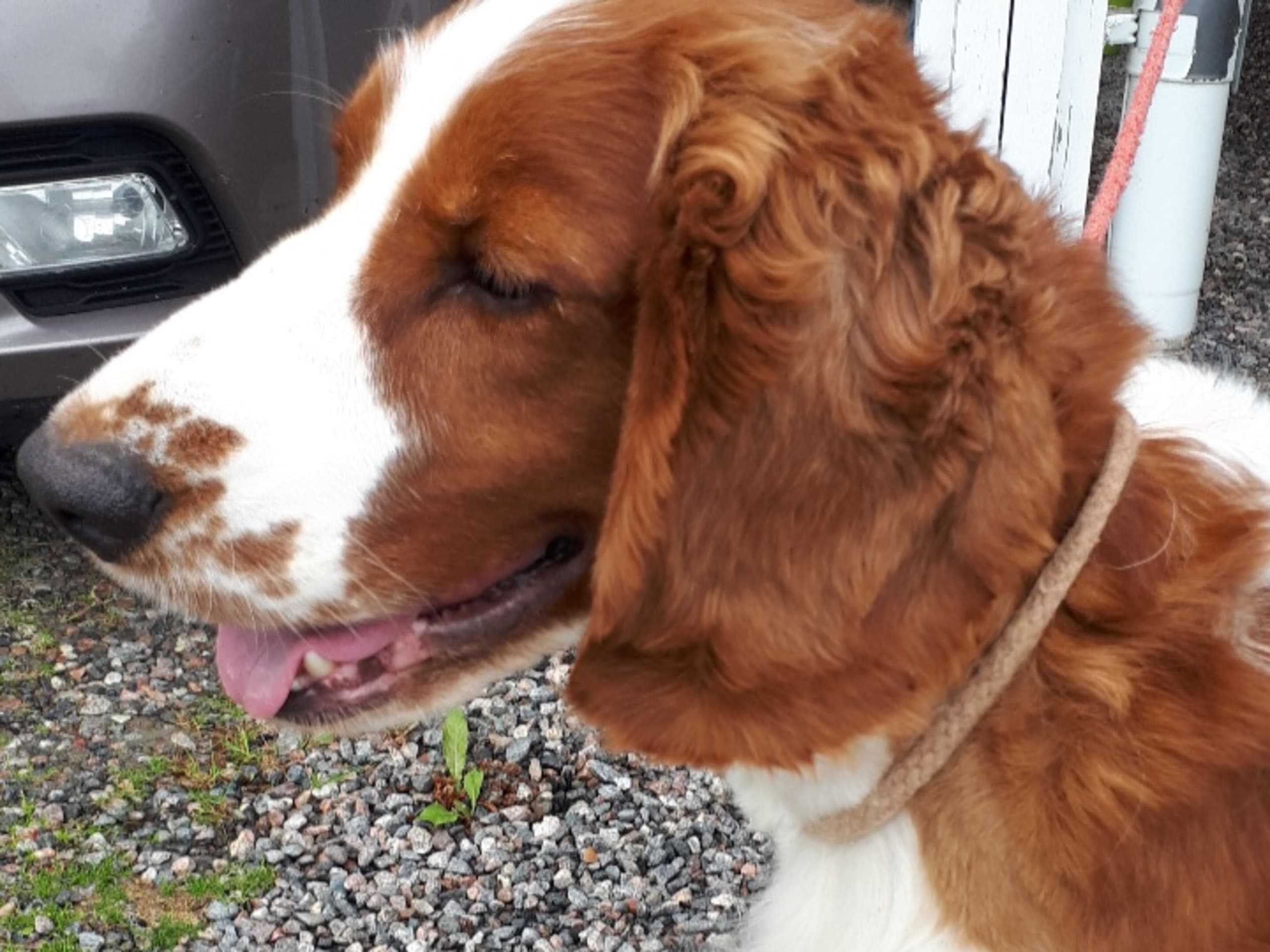 Welsh springer spaniel