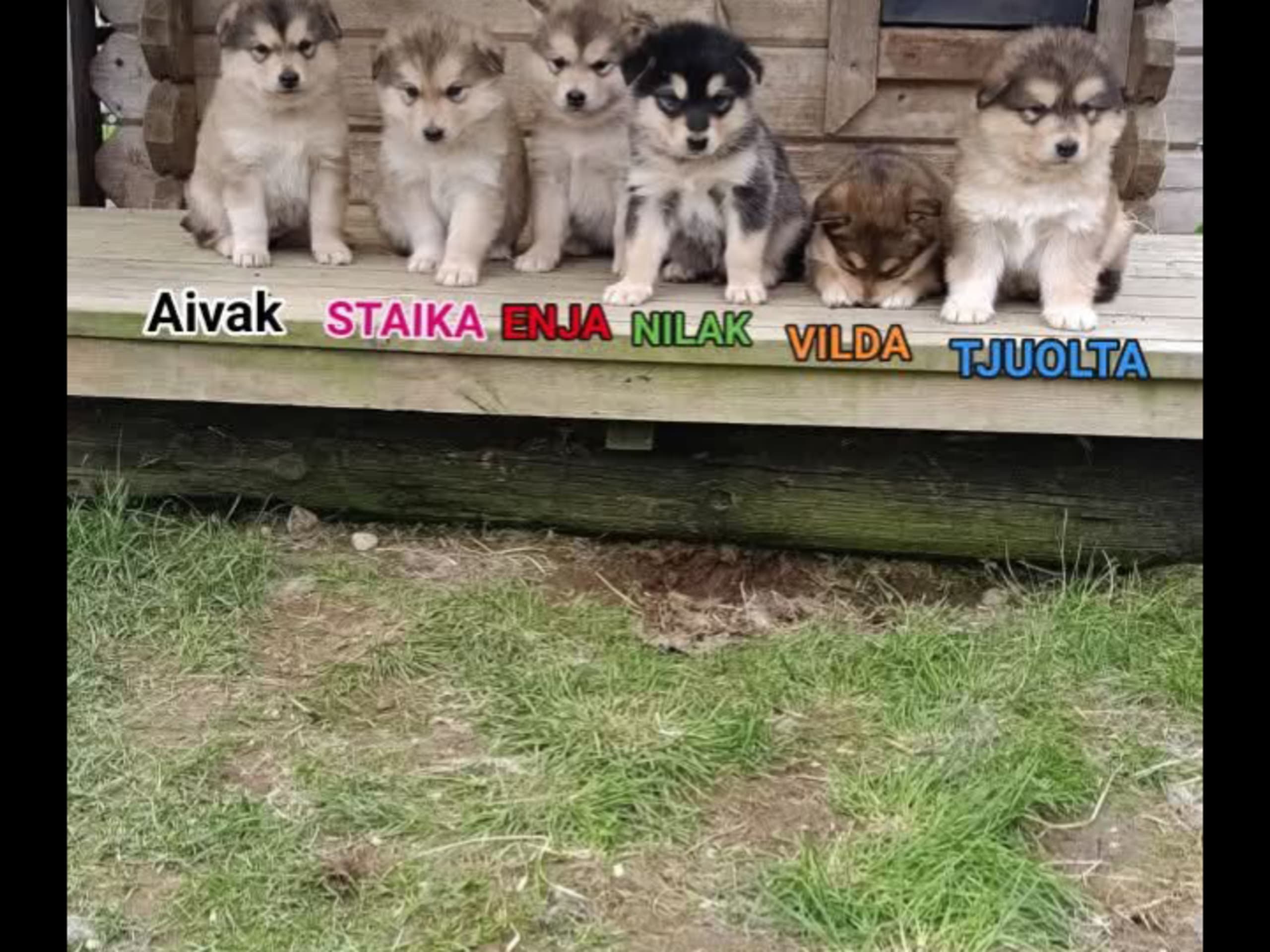Alaskan malamute