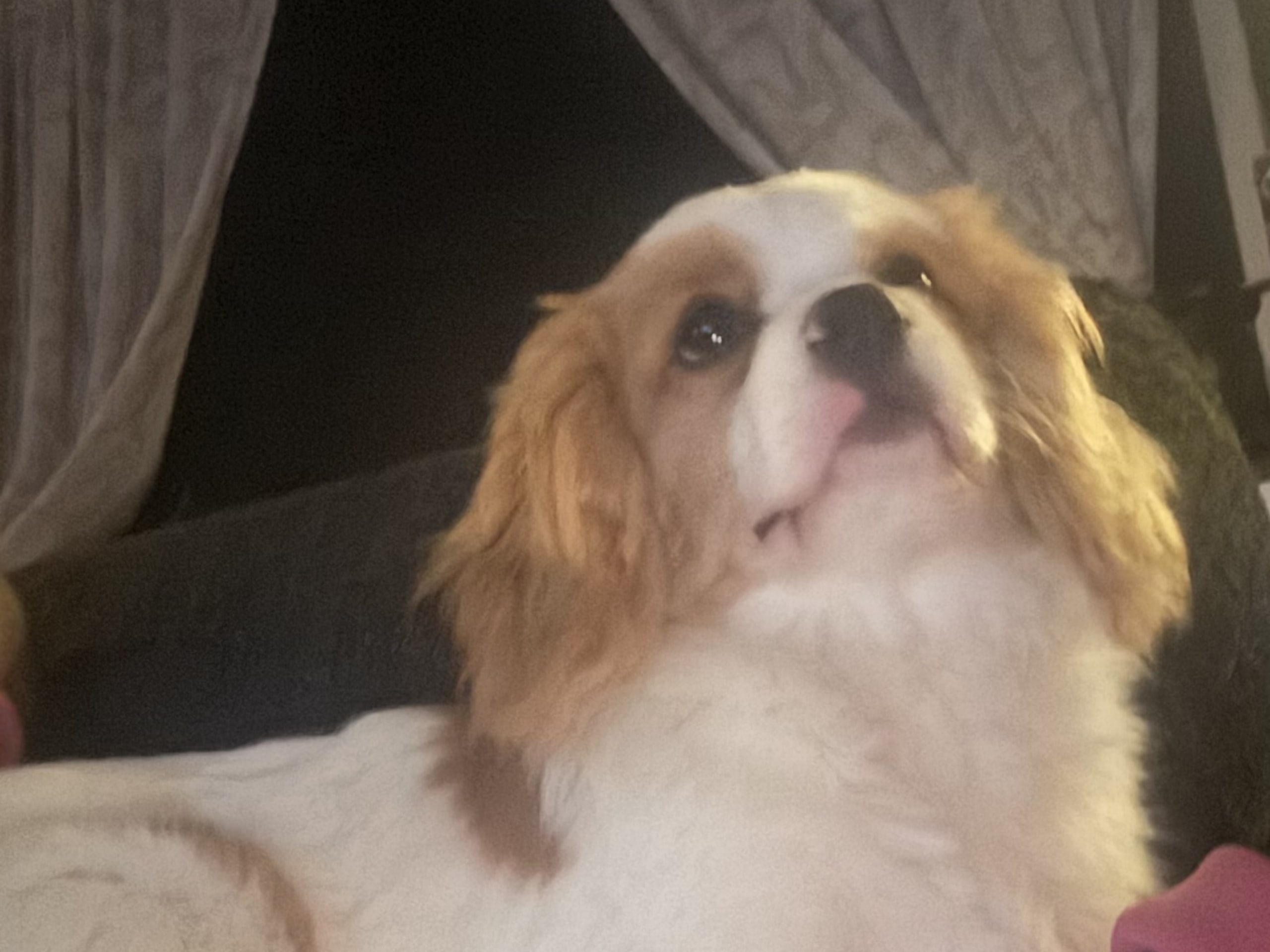 Cavalier king charles spaniel