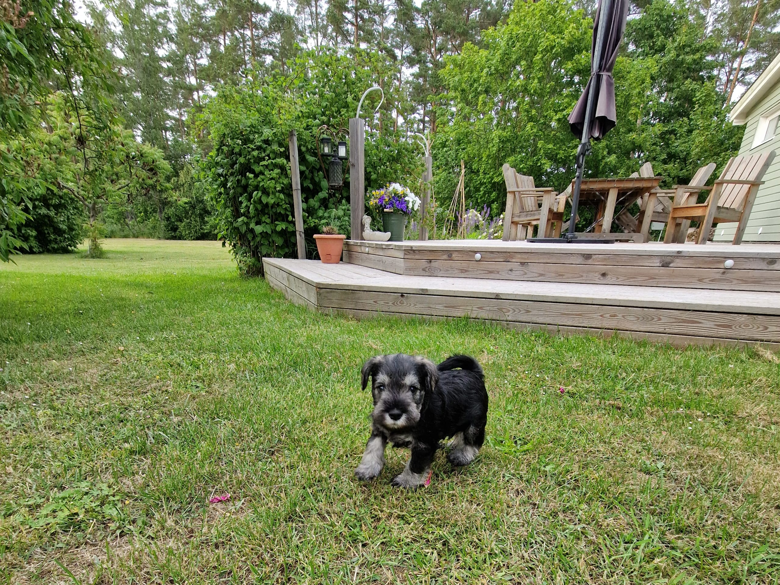 Dvärgschnauzer · Köpingsvik · Nalums