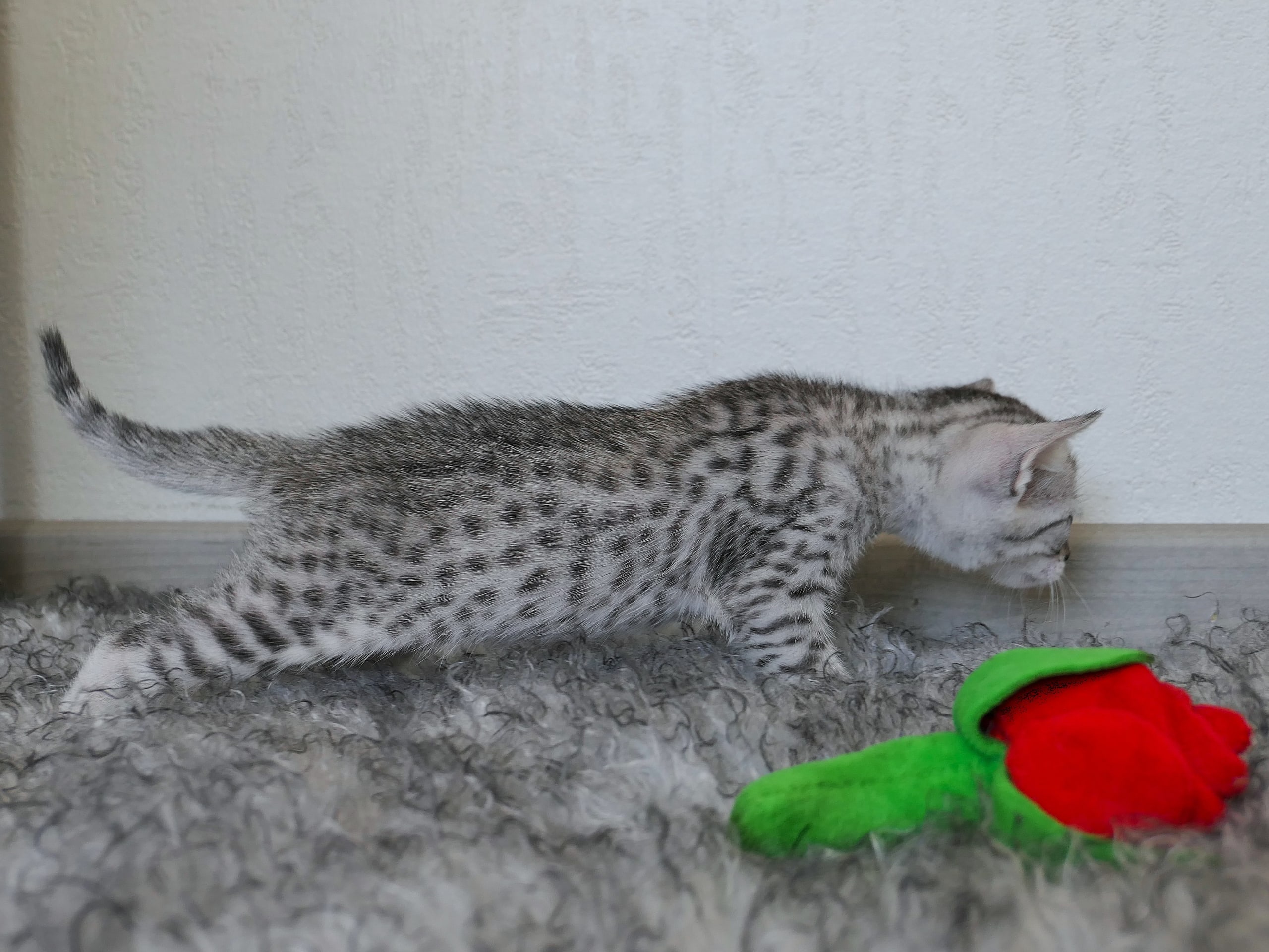 Egyptian Mau
